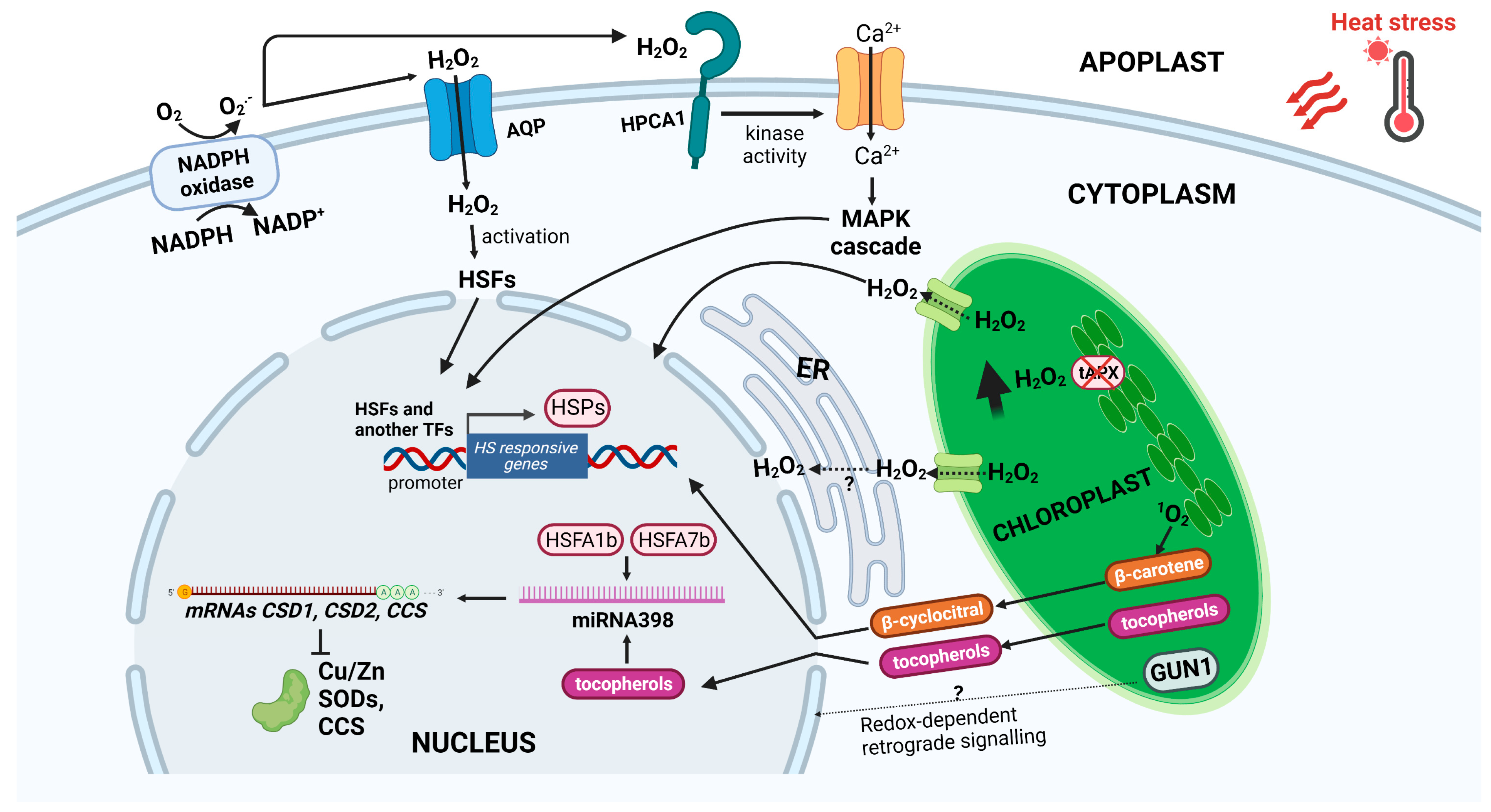 Antioxidants 12 00605 g001