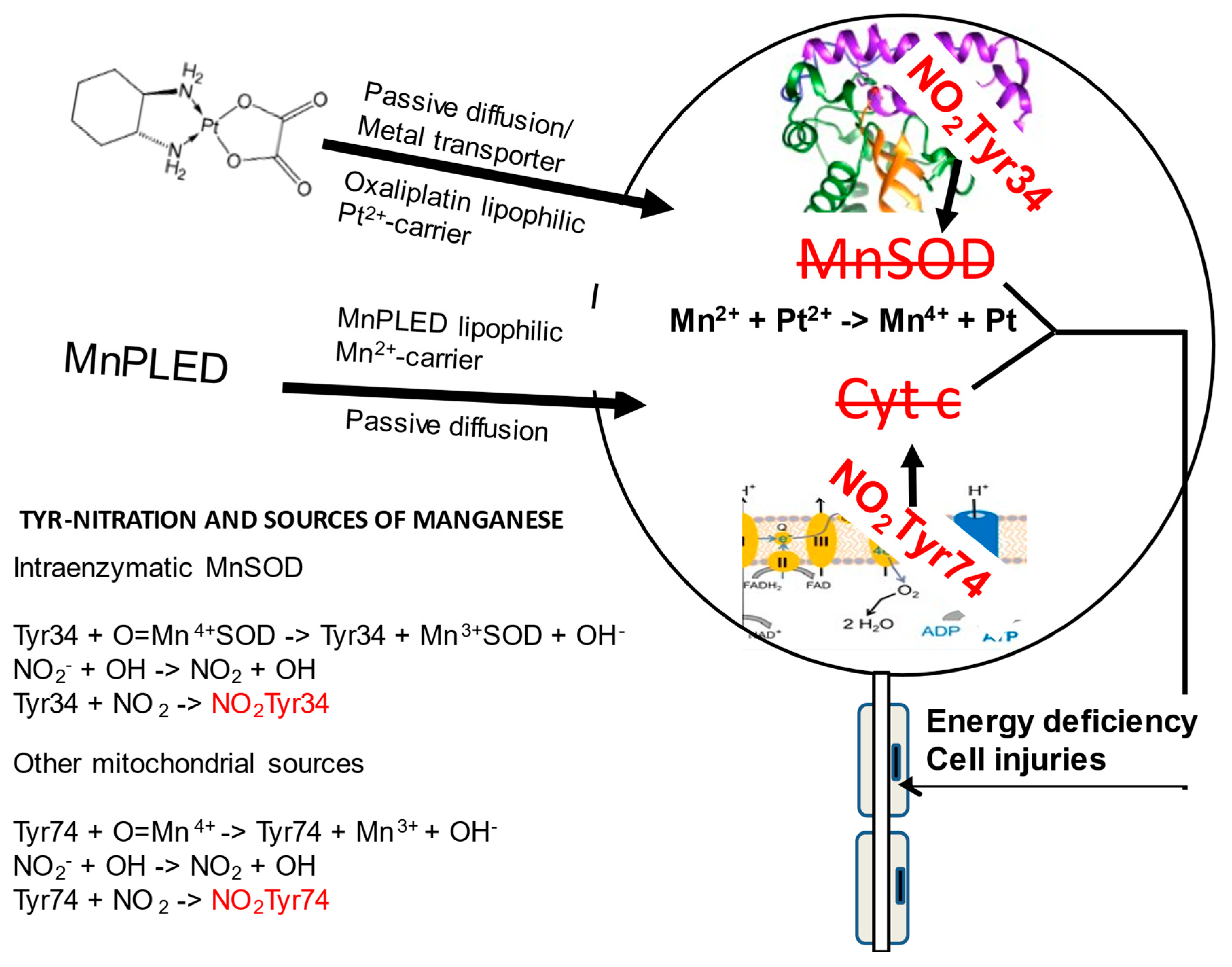 Antioxidants 12 00608 g002