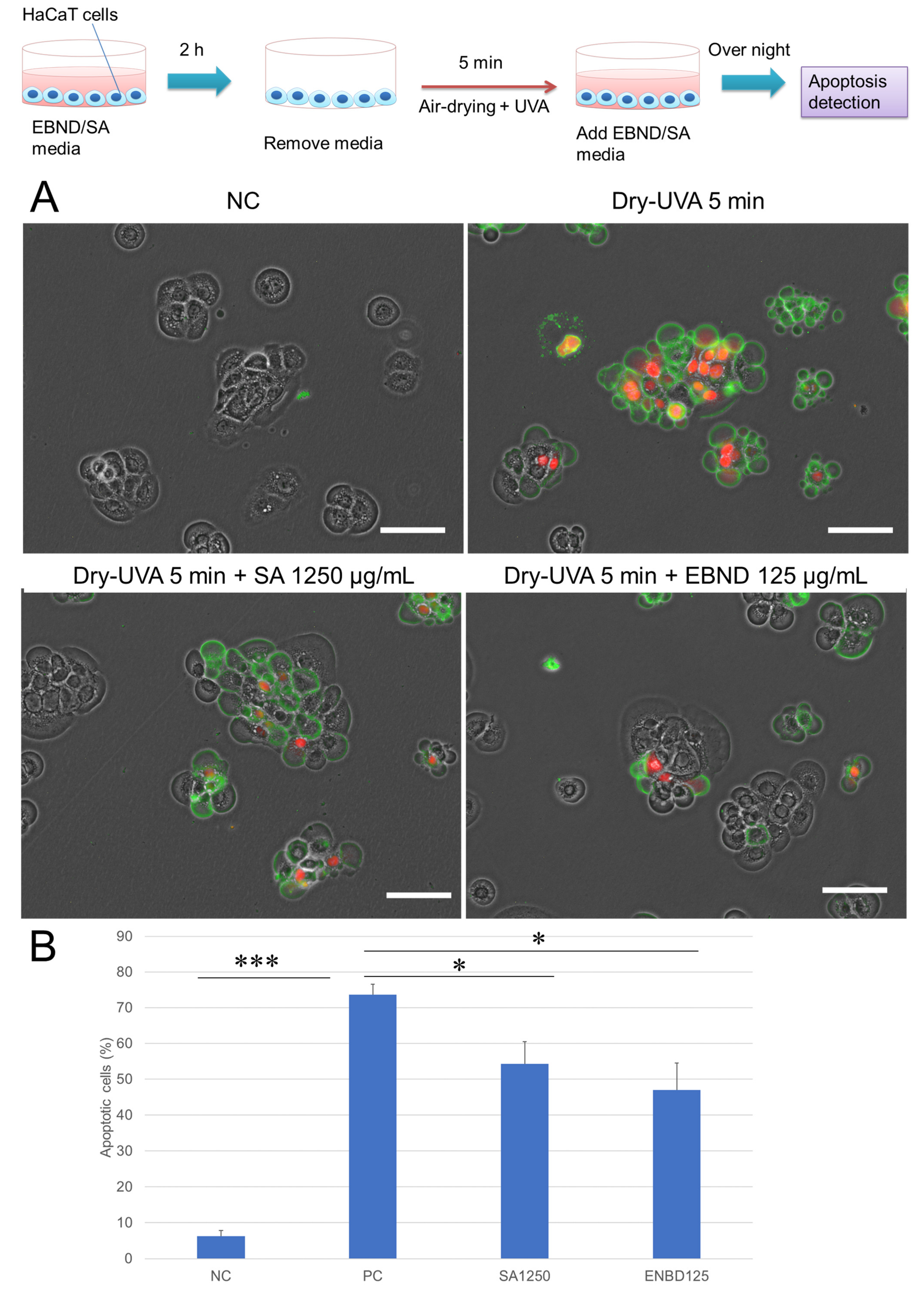 Antioxidants 12 00609 g003