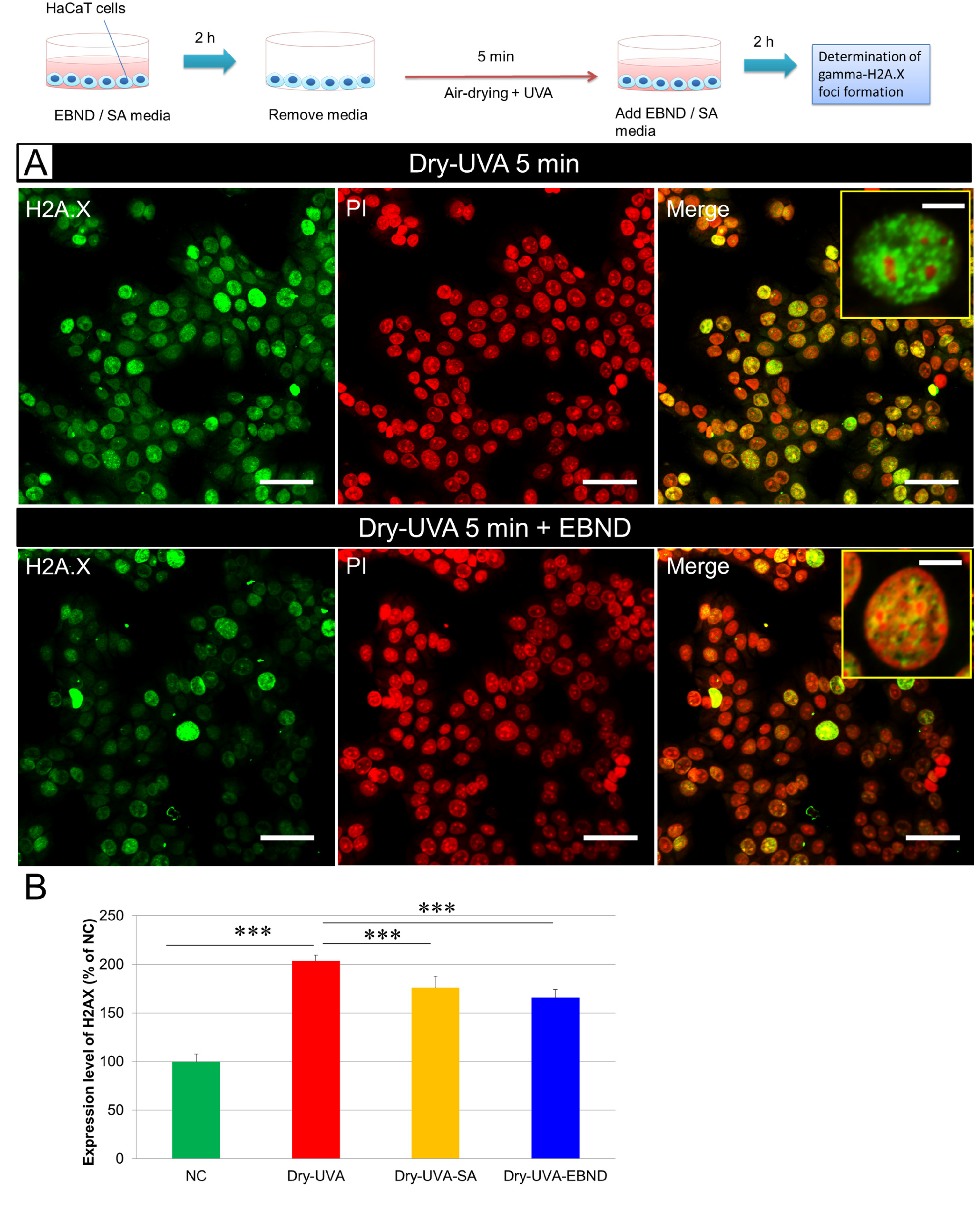 Antioxidants 12 00609 g005