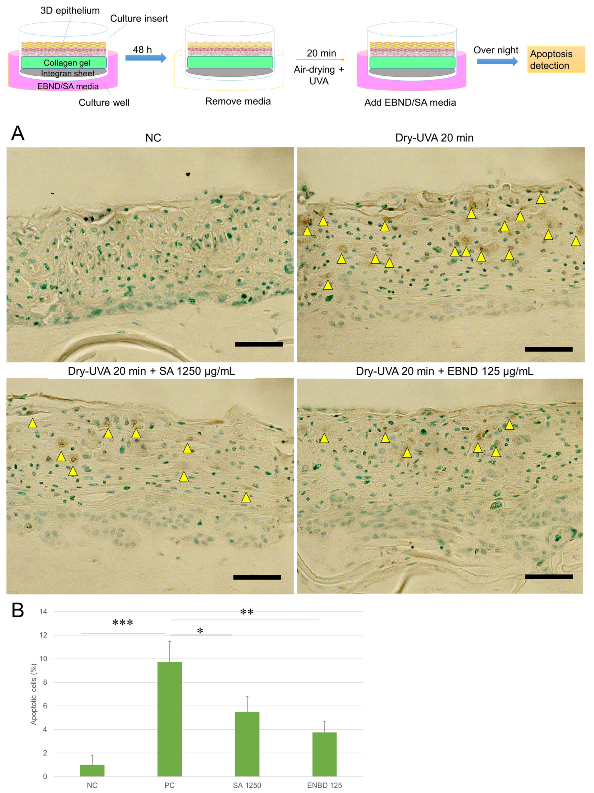 Antioxidants 12 00609 g006