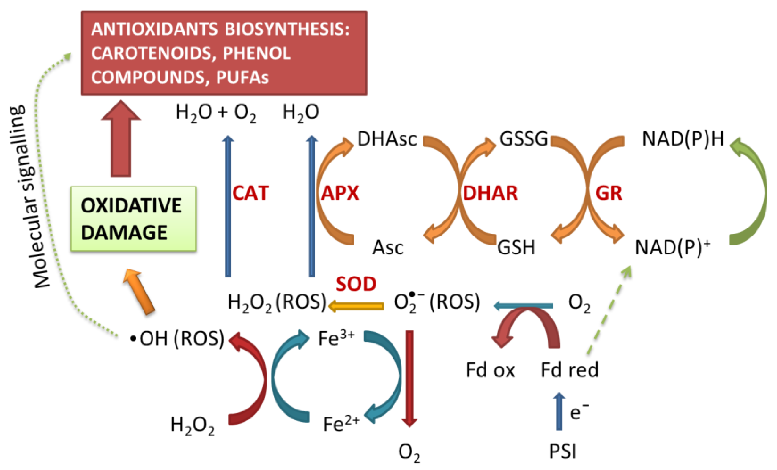 Antioxidants 12 00610 g001 Antioxidants 12 00610 g001