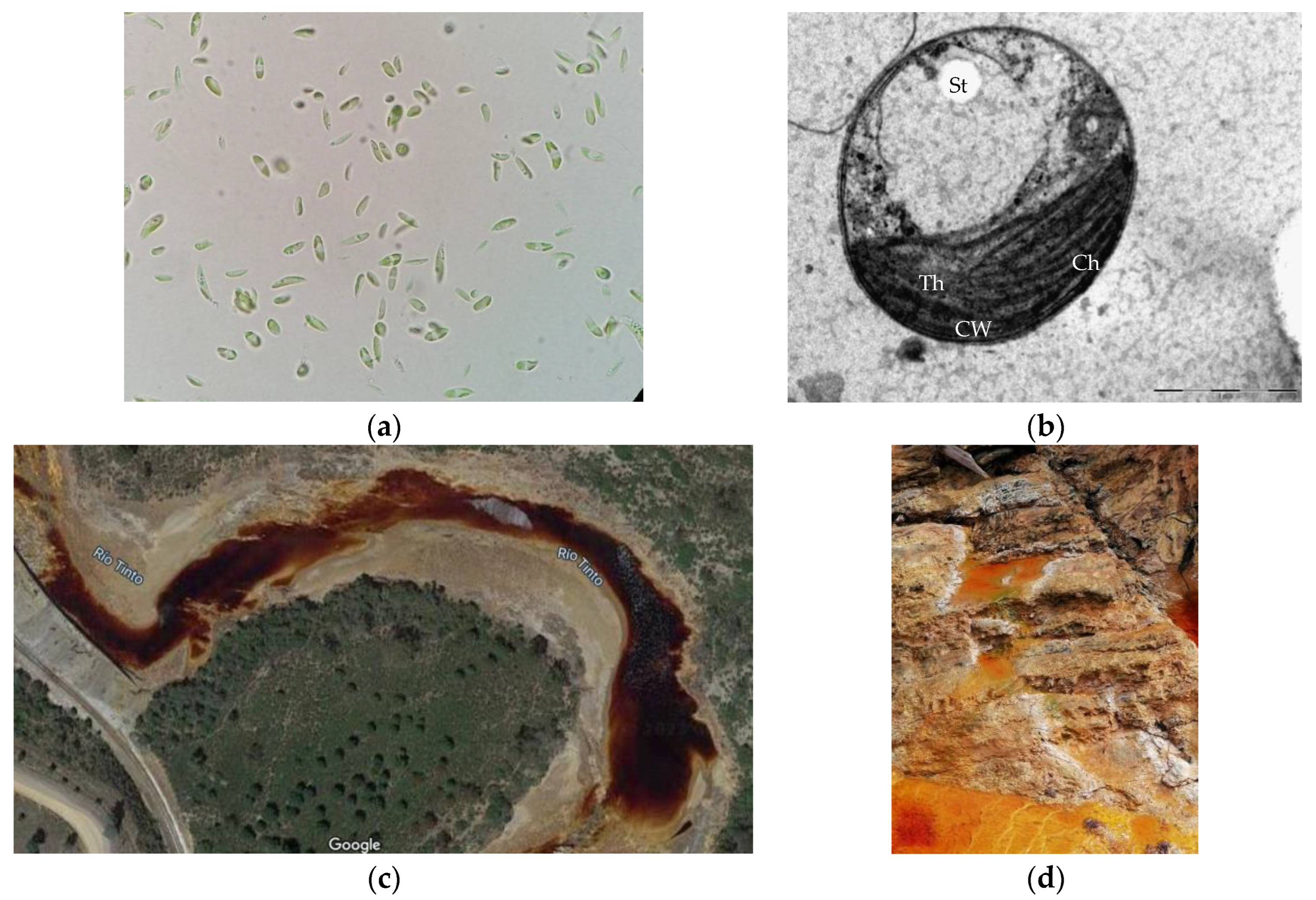 Antioxidants 12 00610 g002 Antioxidants 12 00610 g002