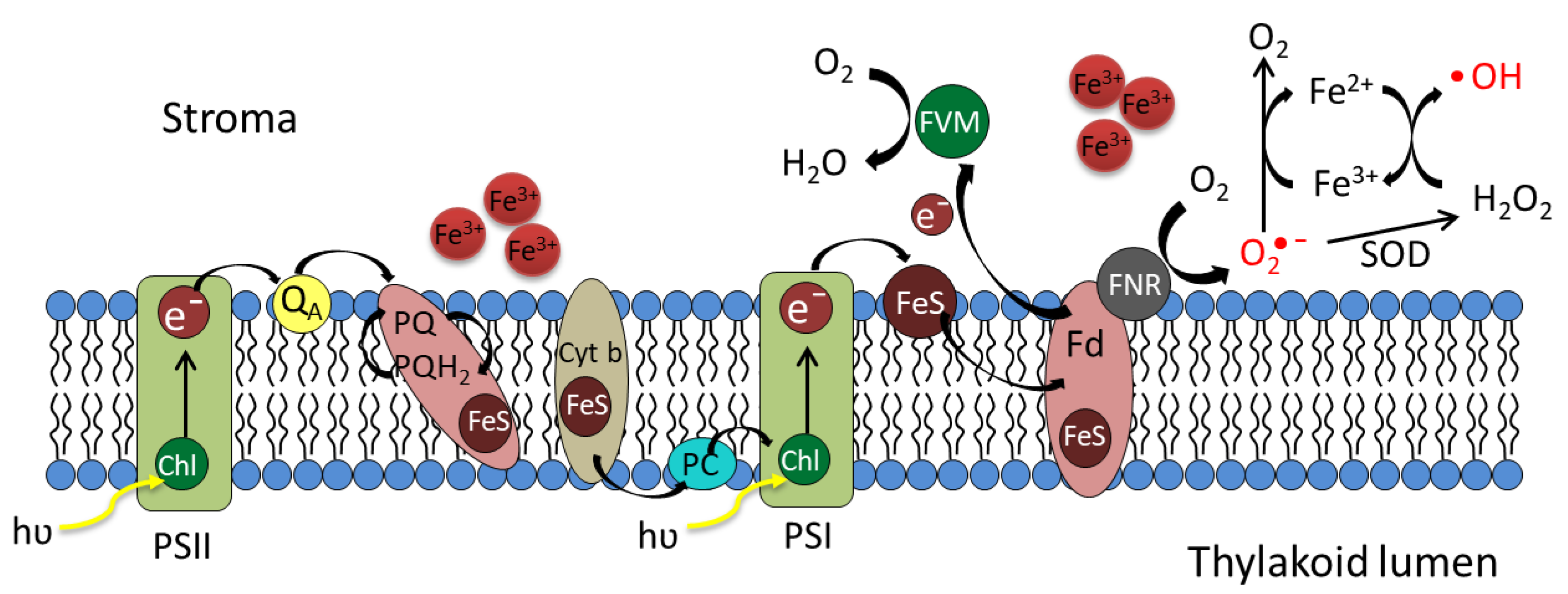 Antioxidants 12 00610 g008 Antioxidants 12 00610 g008