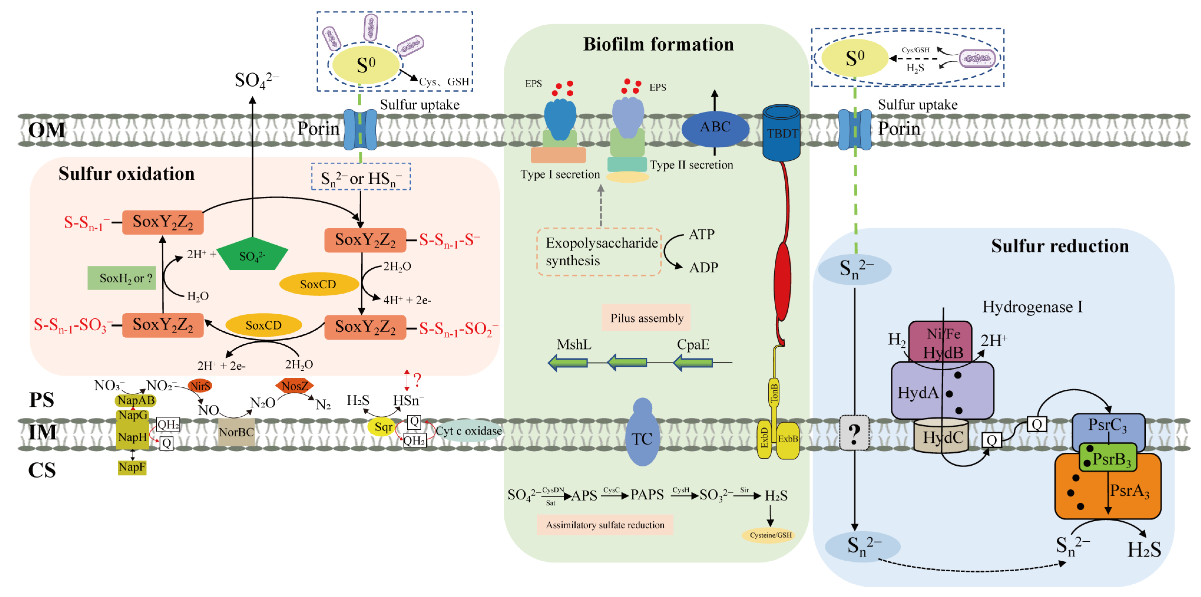 Antioxidants 12 00627 g008
