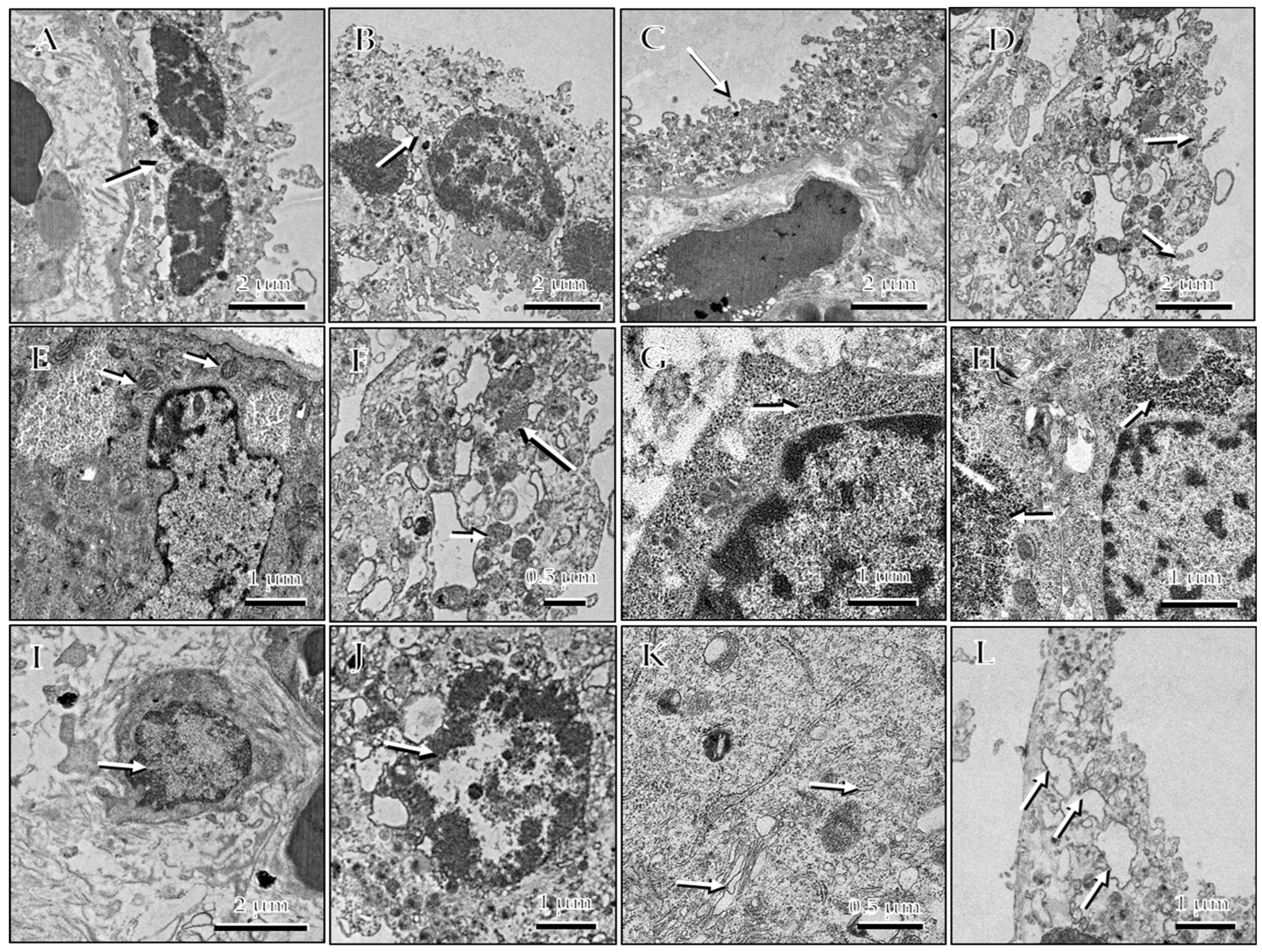Antioxidants 12 00634 g010