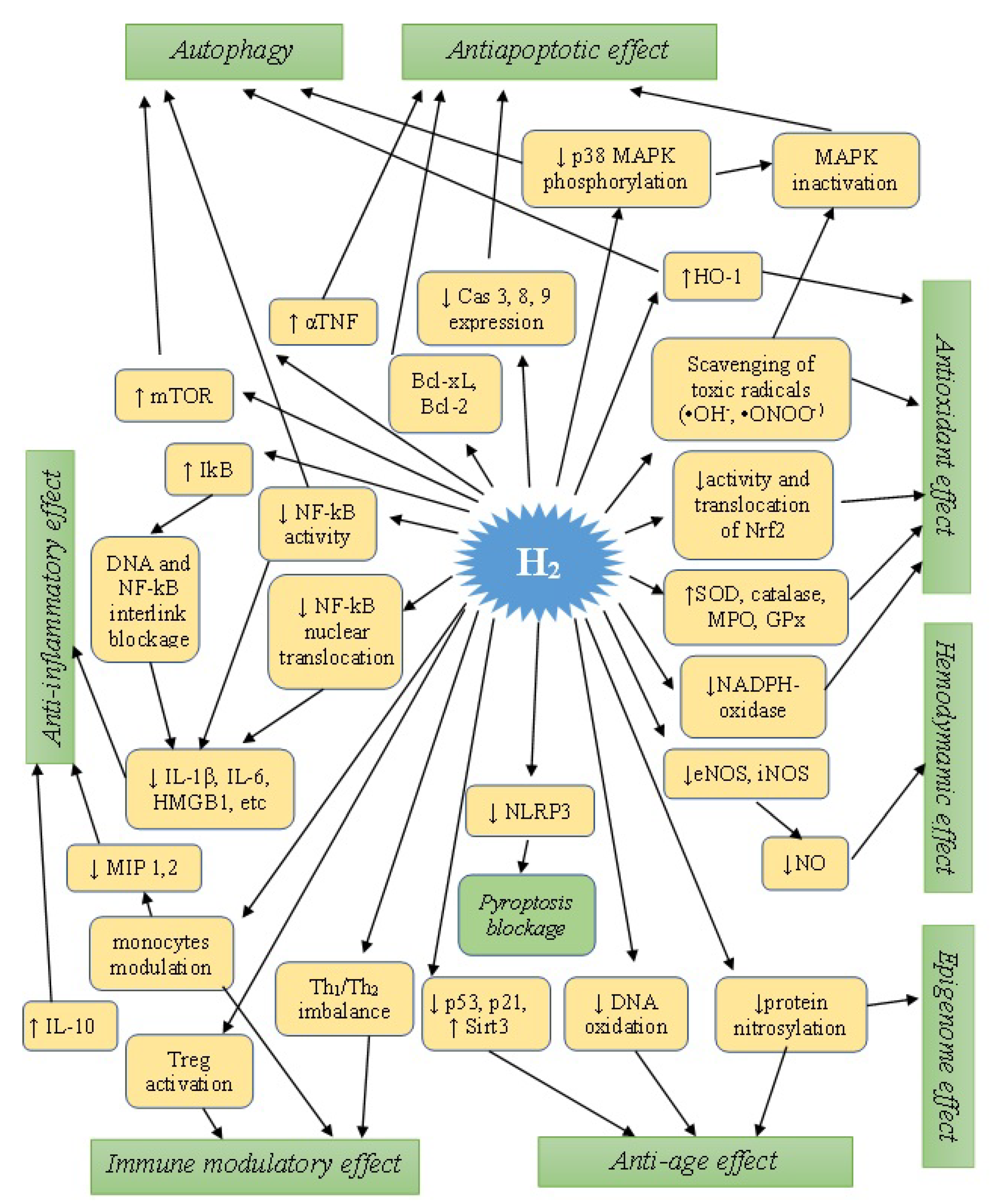 Antioxidants 12 00636 g003
