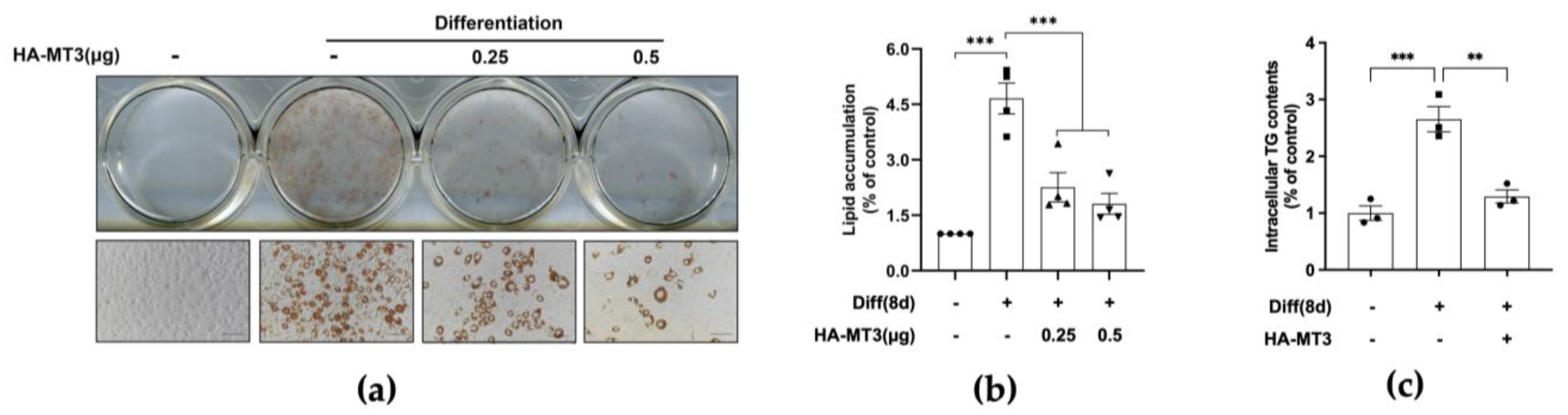 Antioxidants 12 00640 g003