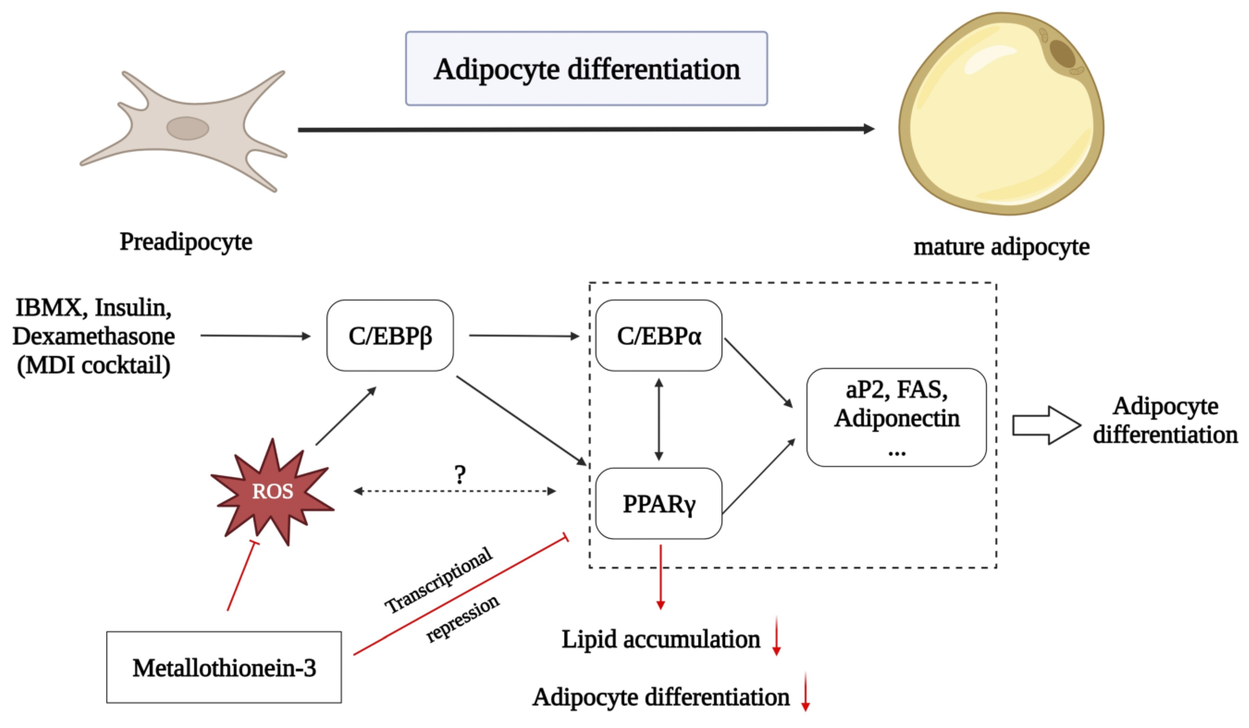 Antioxidants 12 00640 g008