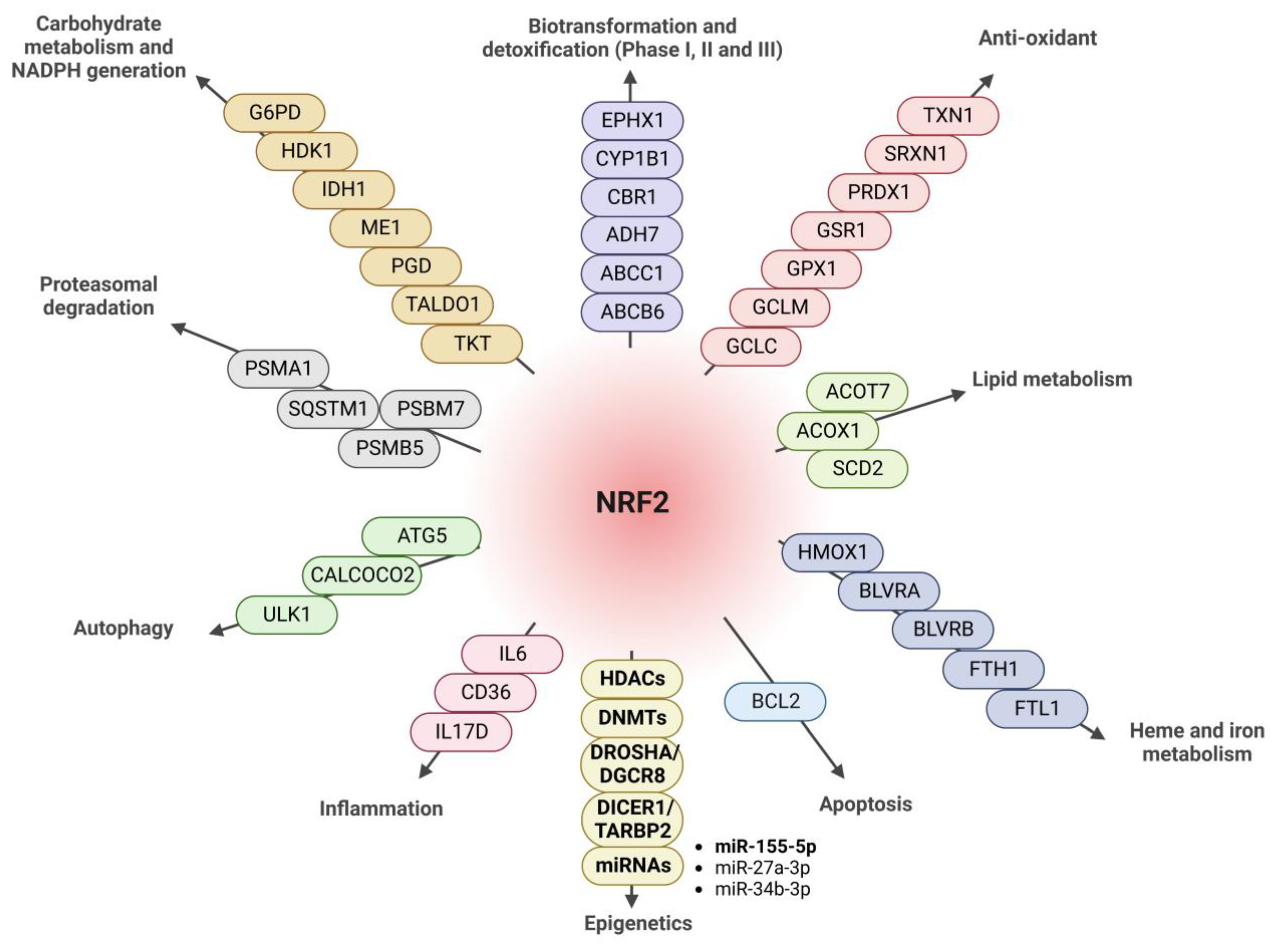 Antioxidants 12 00641 g007