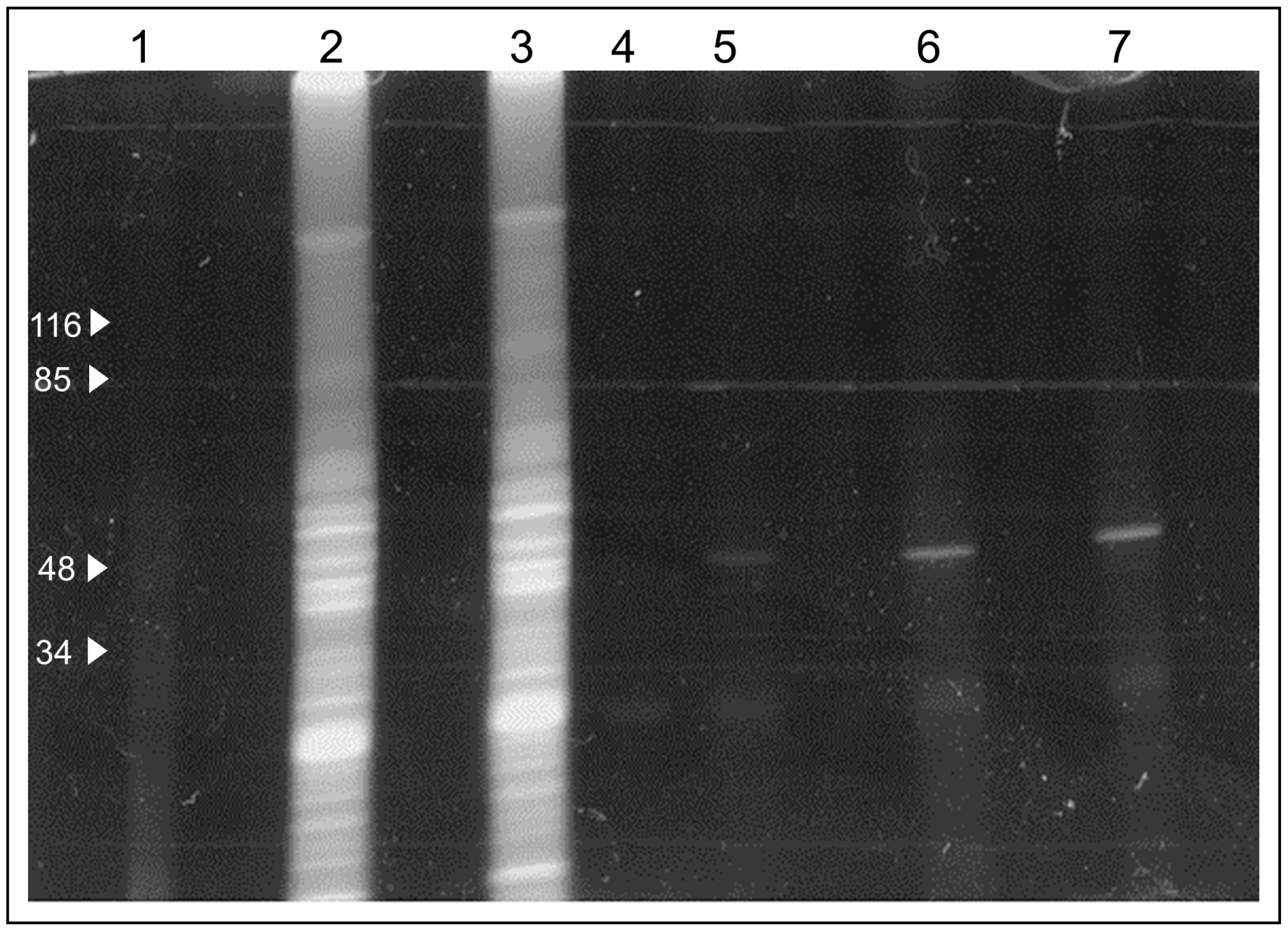 Antioxidants 12 00646 g006 Antioxidants 12 00646 g006