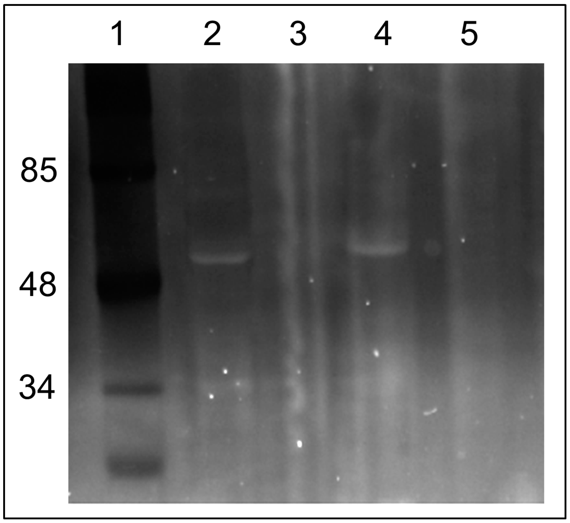 Antioxidants 12 00646 g007 Antioxidants 12 00646 g007