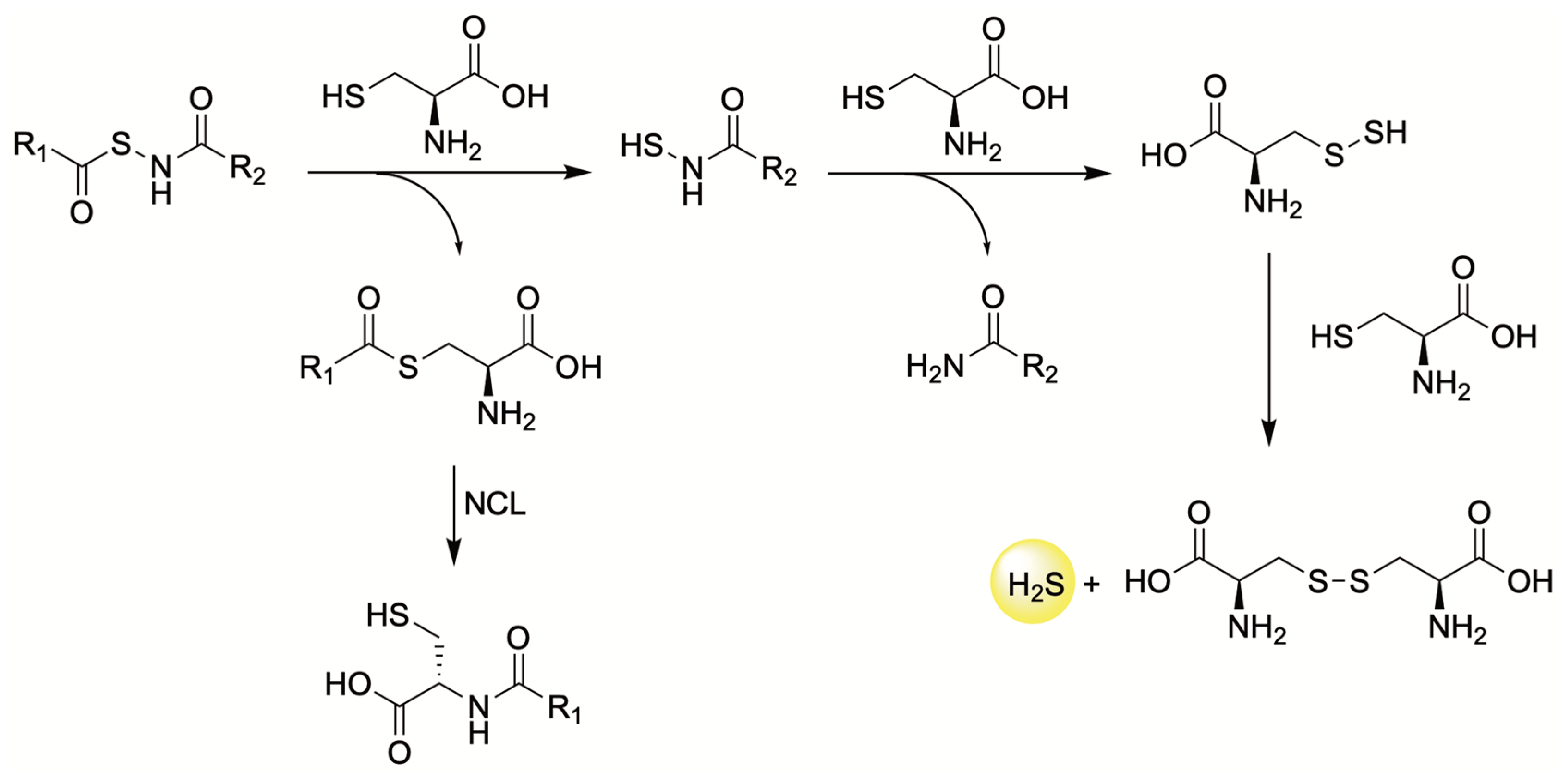 Antioxidants 12 00650 g009 Antioxidants 12 00650 g009