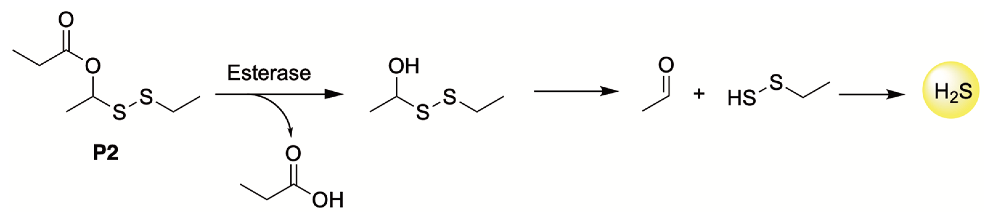 Antioxidants 12 00650 g014 Antioxidants 12 00650 g014