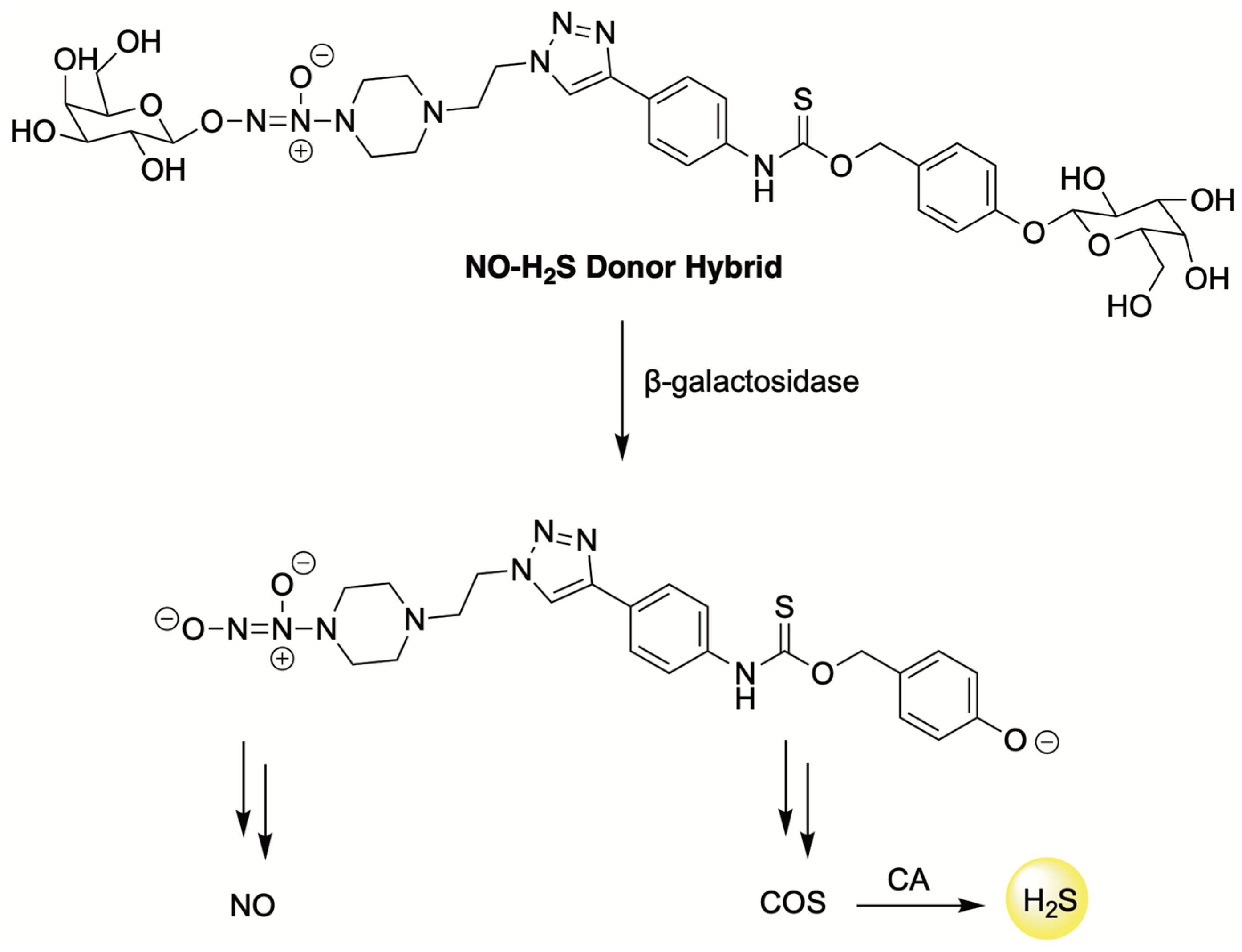 Antioxidants 12 00650 g015 Antioxidants 12 00650 g015