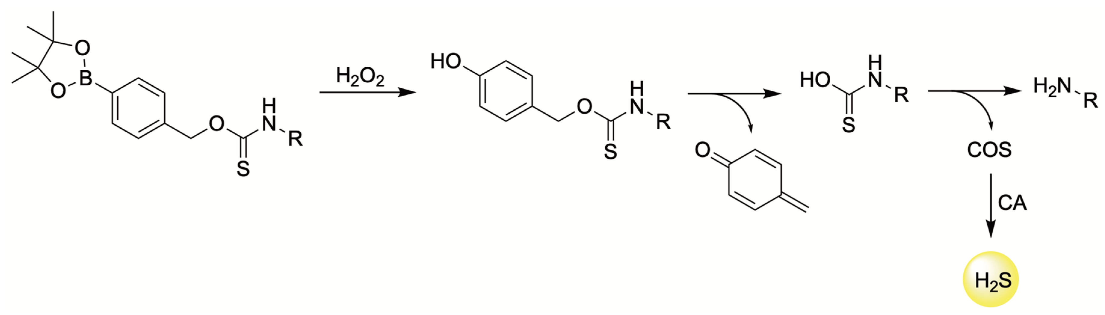 Antioxidants 12 00650 g016 Antioxidants 12 00650 g016