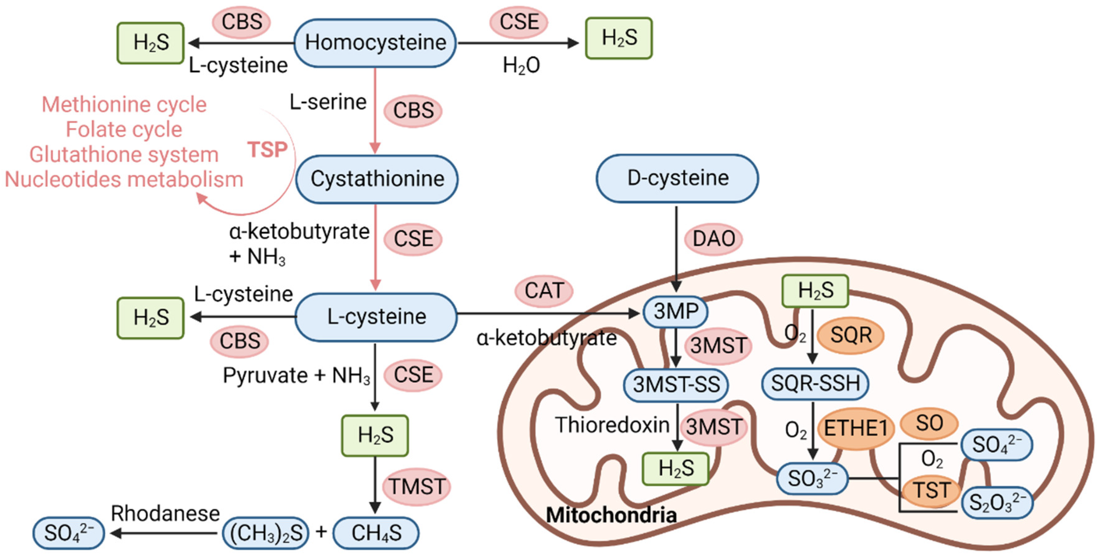 Antioxidants 12 00652 g001 Antioxidants 12 00652 g001