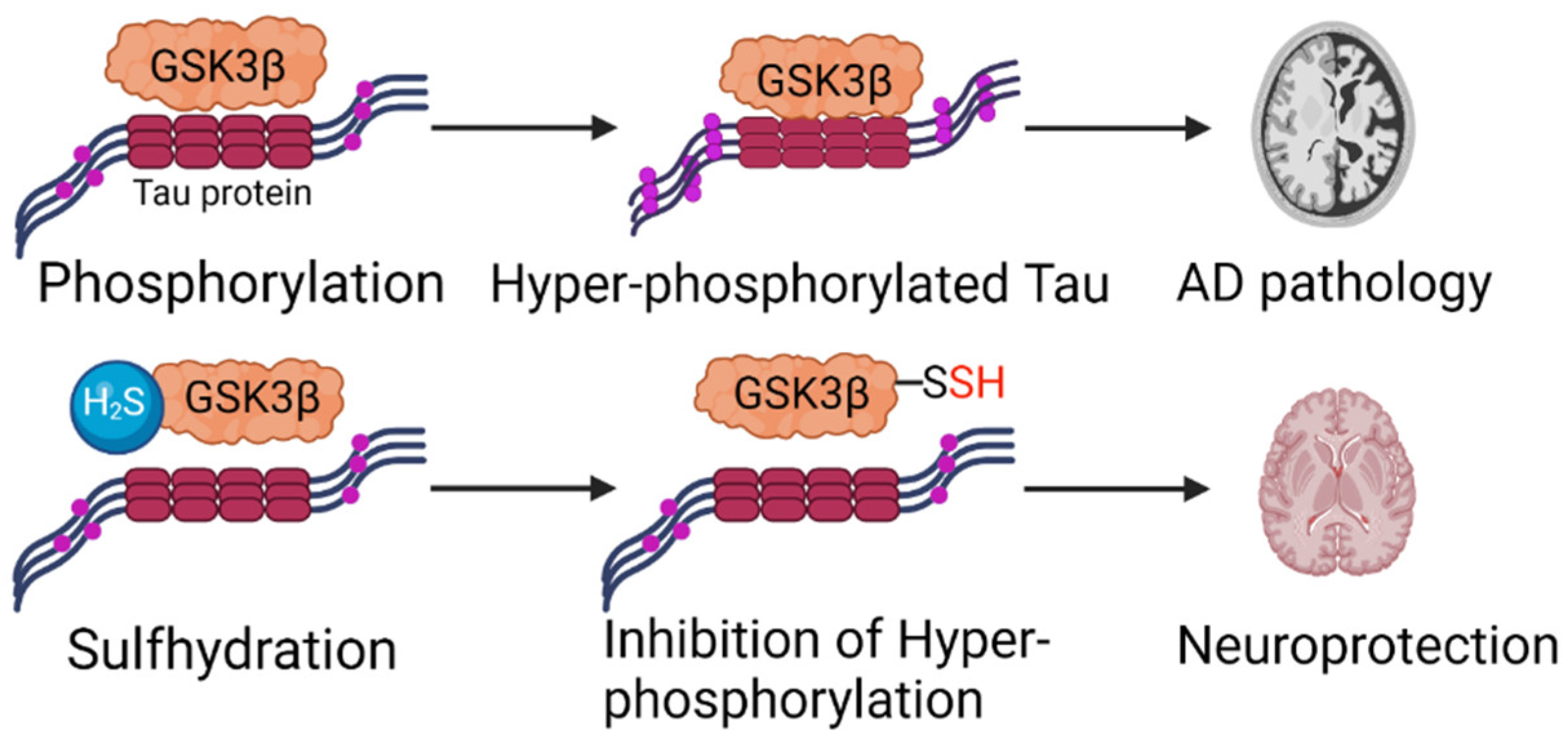 Antioxidants 12 00652 g002 Antioxidants 12 00652 g002