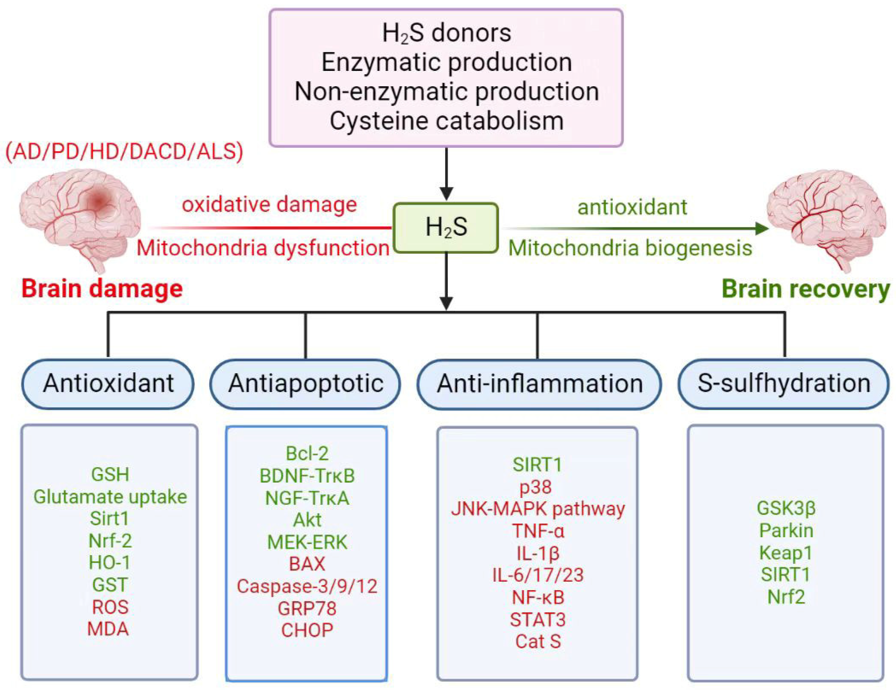 Antioxidants 12 00652 g004 Antioxidants 12 00652 g004