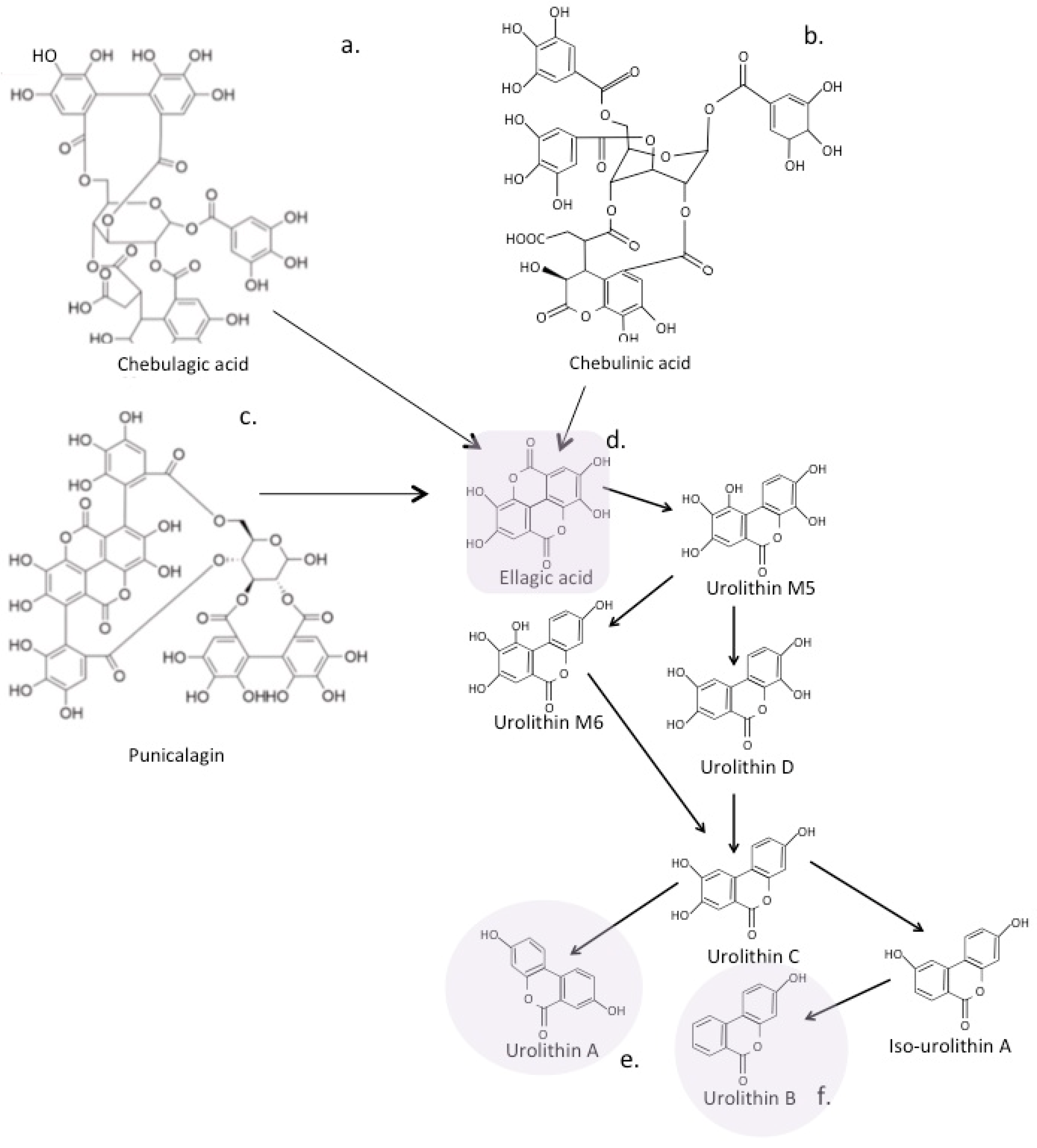 Antioxidants 12 00663 g008