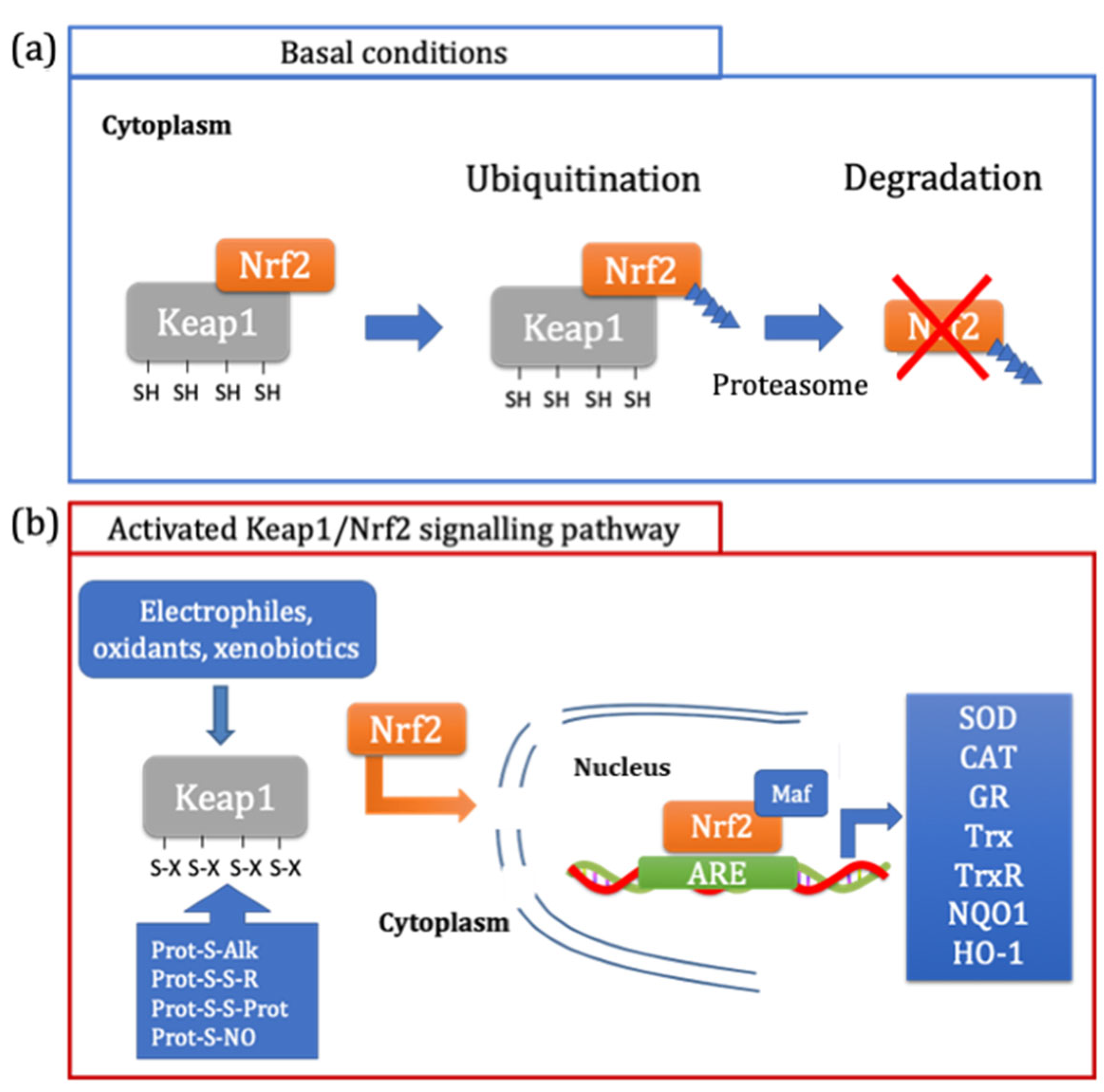 Antioxidants 12 00665 g003 Antioxidants 12 00665 g003