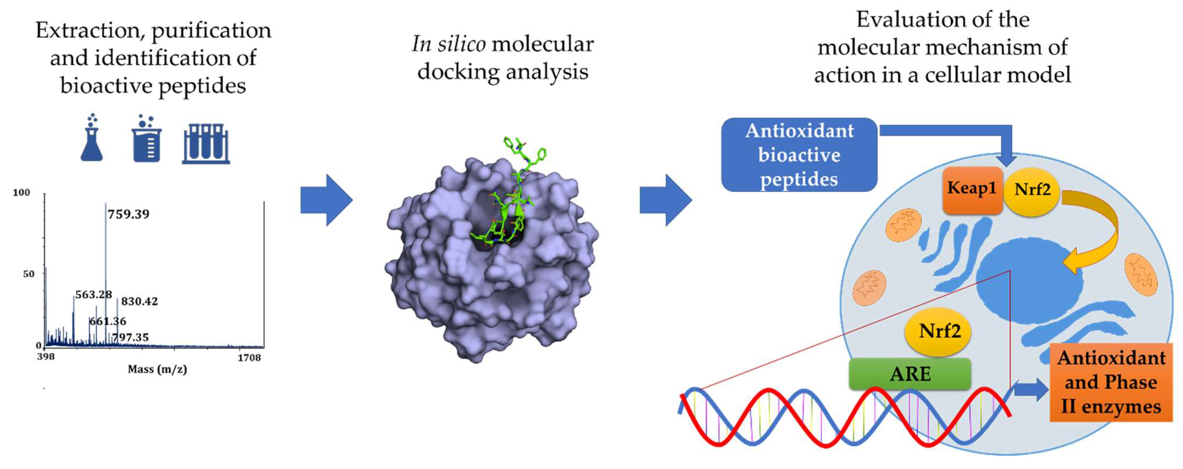 Antioxidants 12 00665 g006 Antioxidants 12 00665 g006