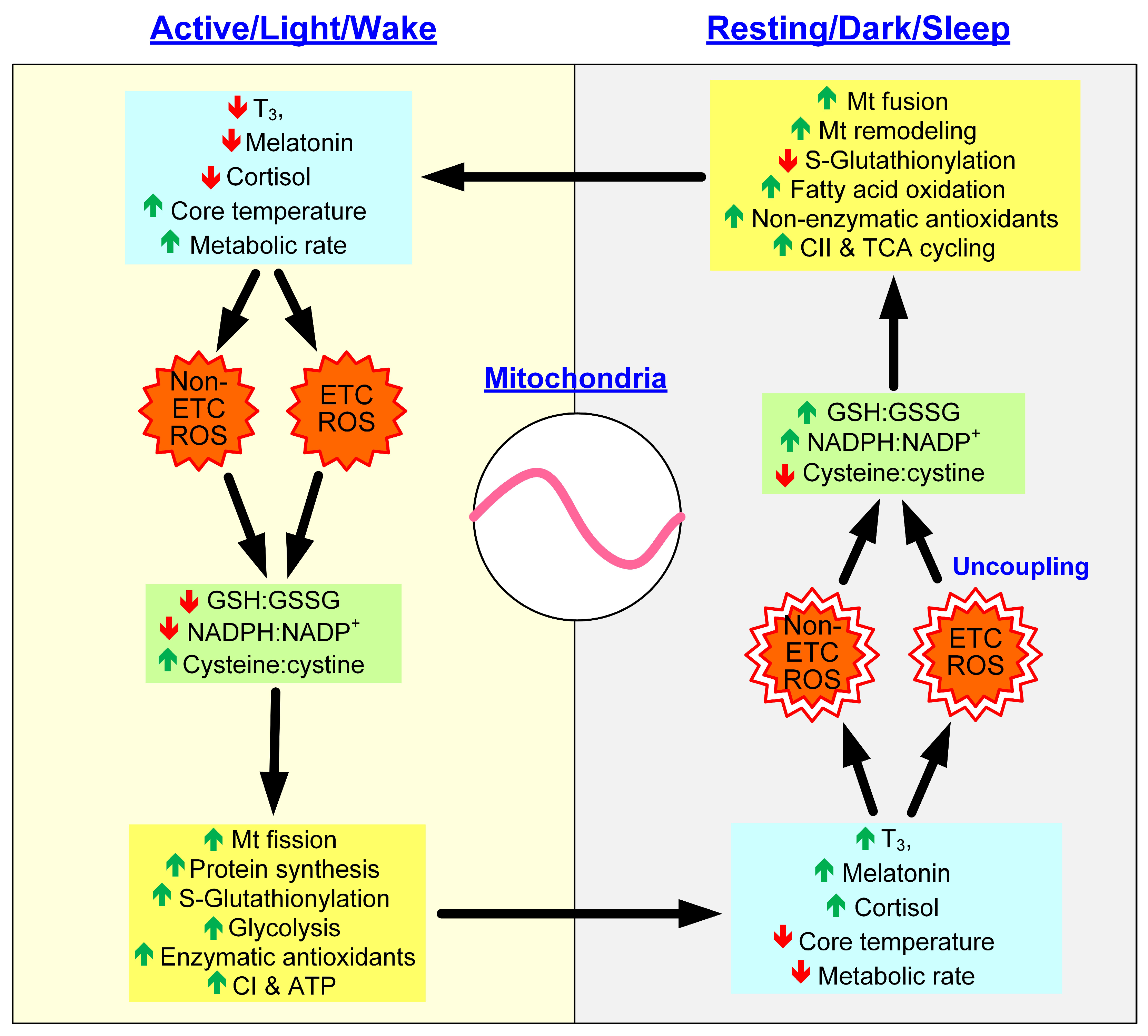 Antioxidants 12 00674 g002
