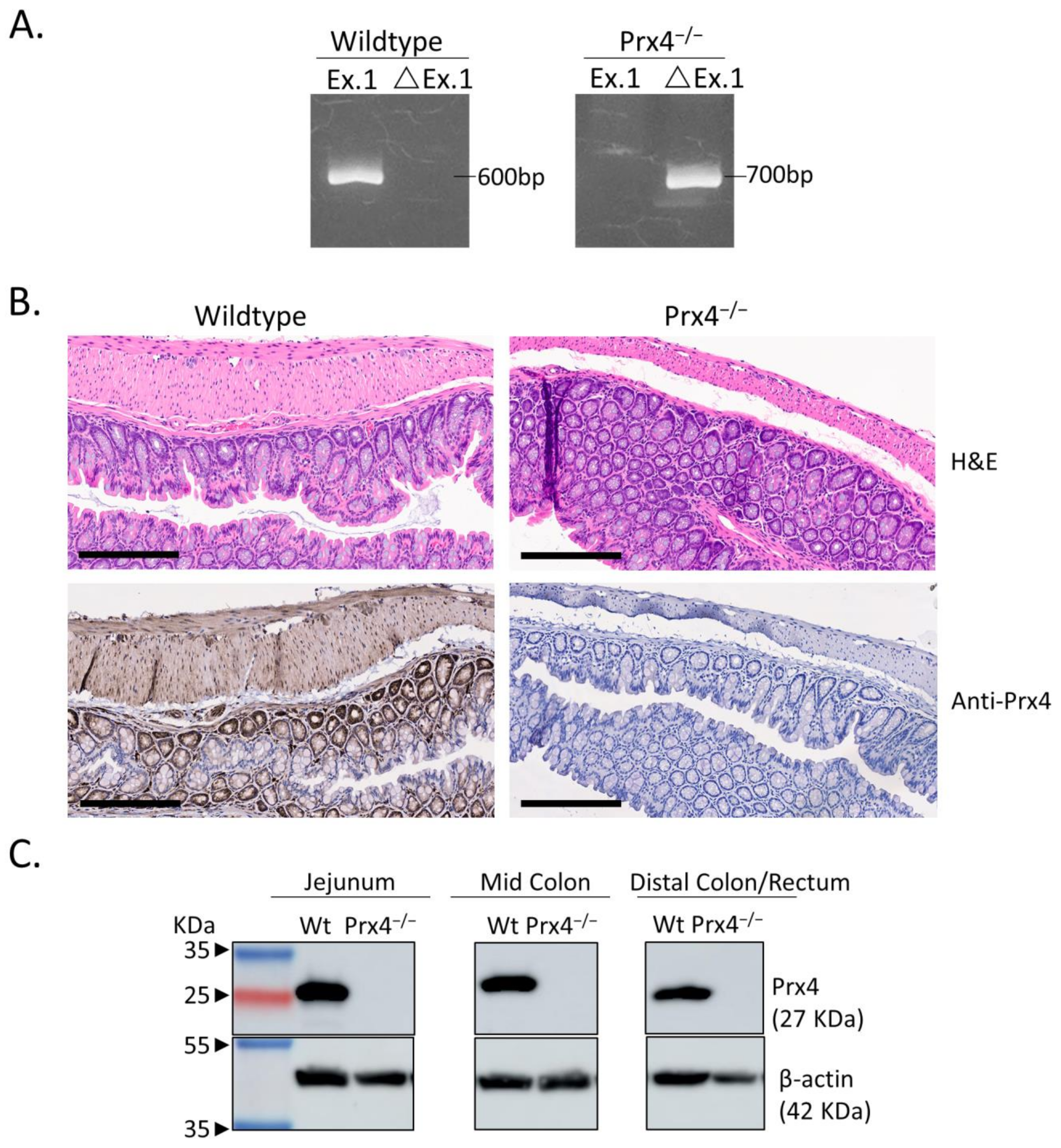 Antioxidants 12 00677 g001