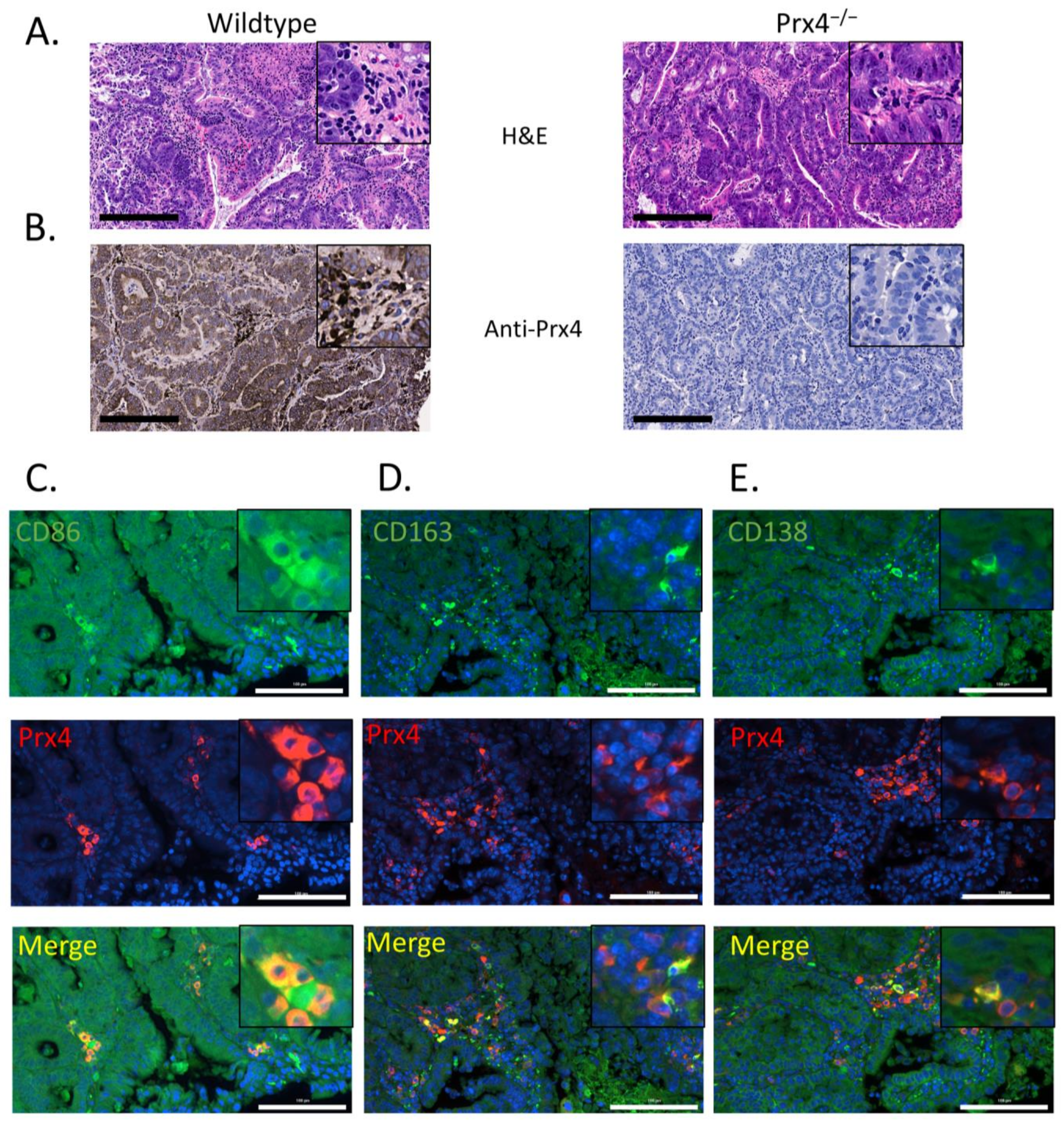 Antioxidants 12 00677 g003
