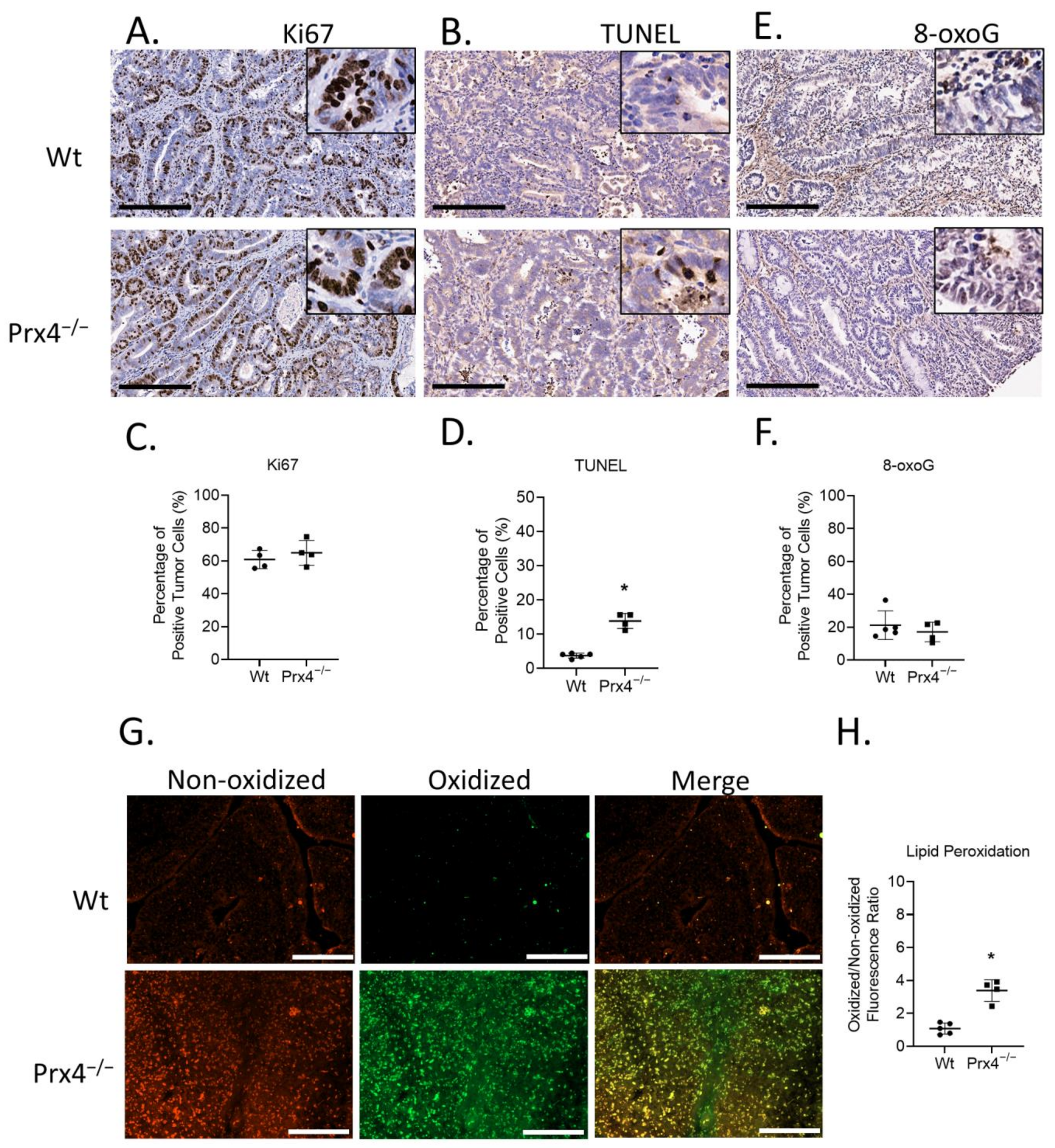 Antioxidants 12 00677 g005