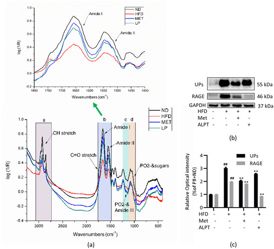 Antioxidants 12 00685 g004
