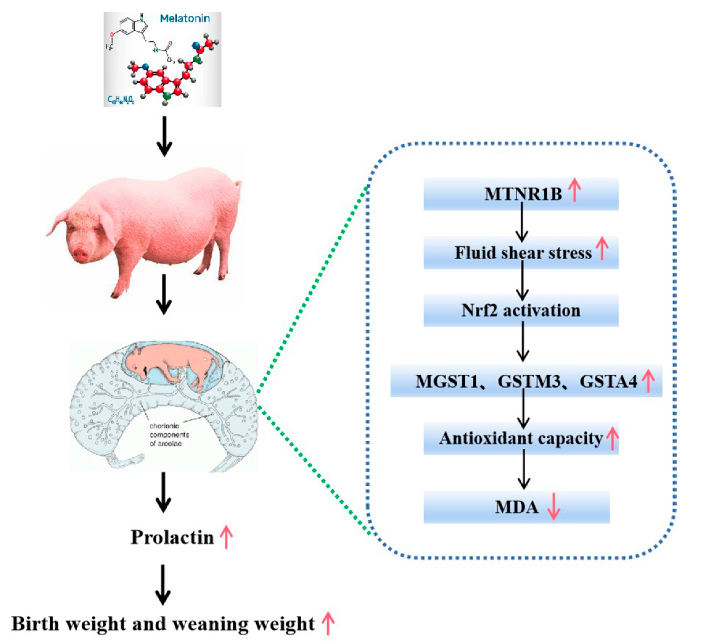 Antioxidants 12 00688 g007