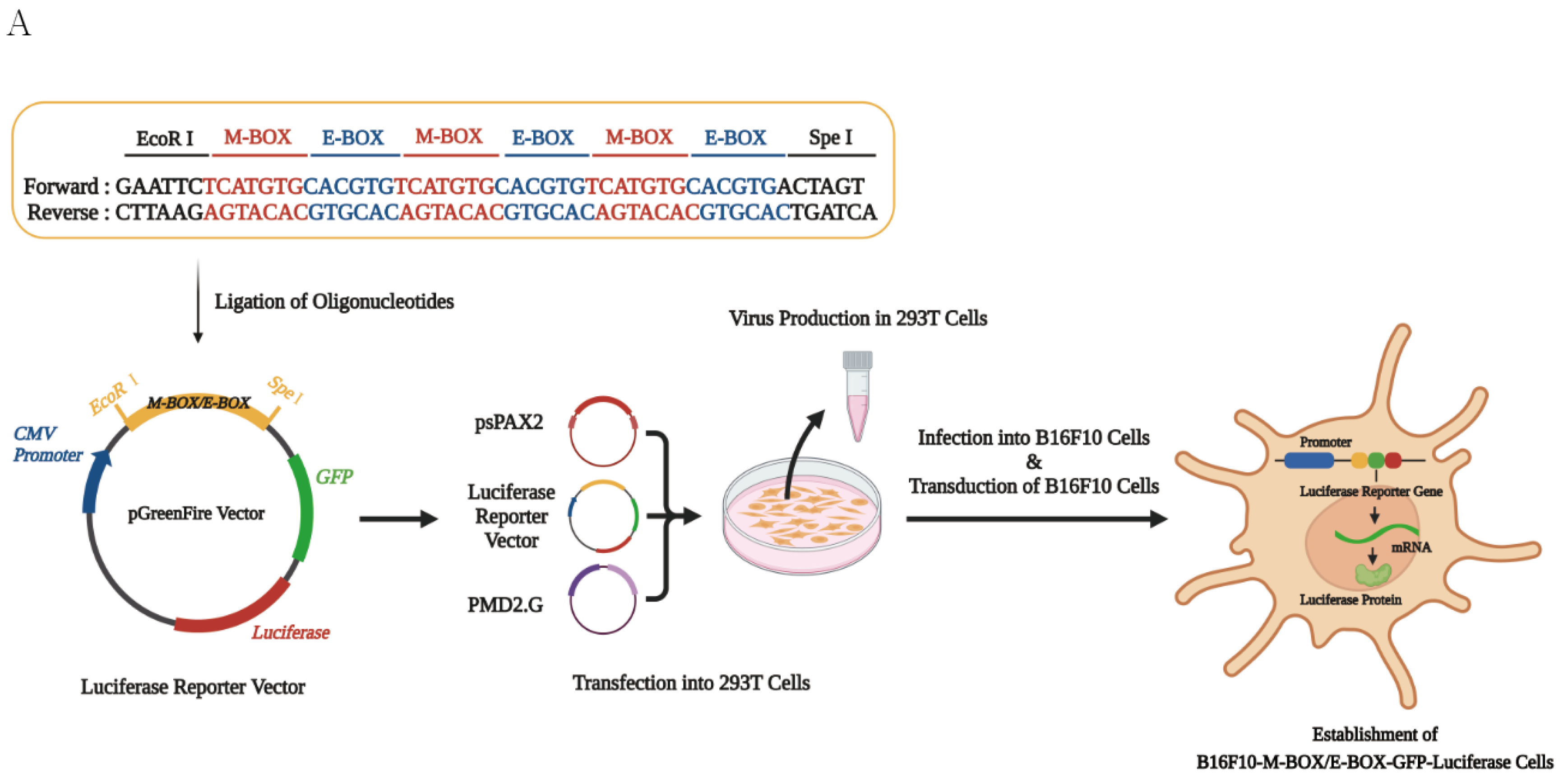Antioxidants 12 00692 g003a