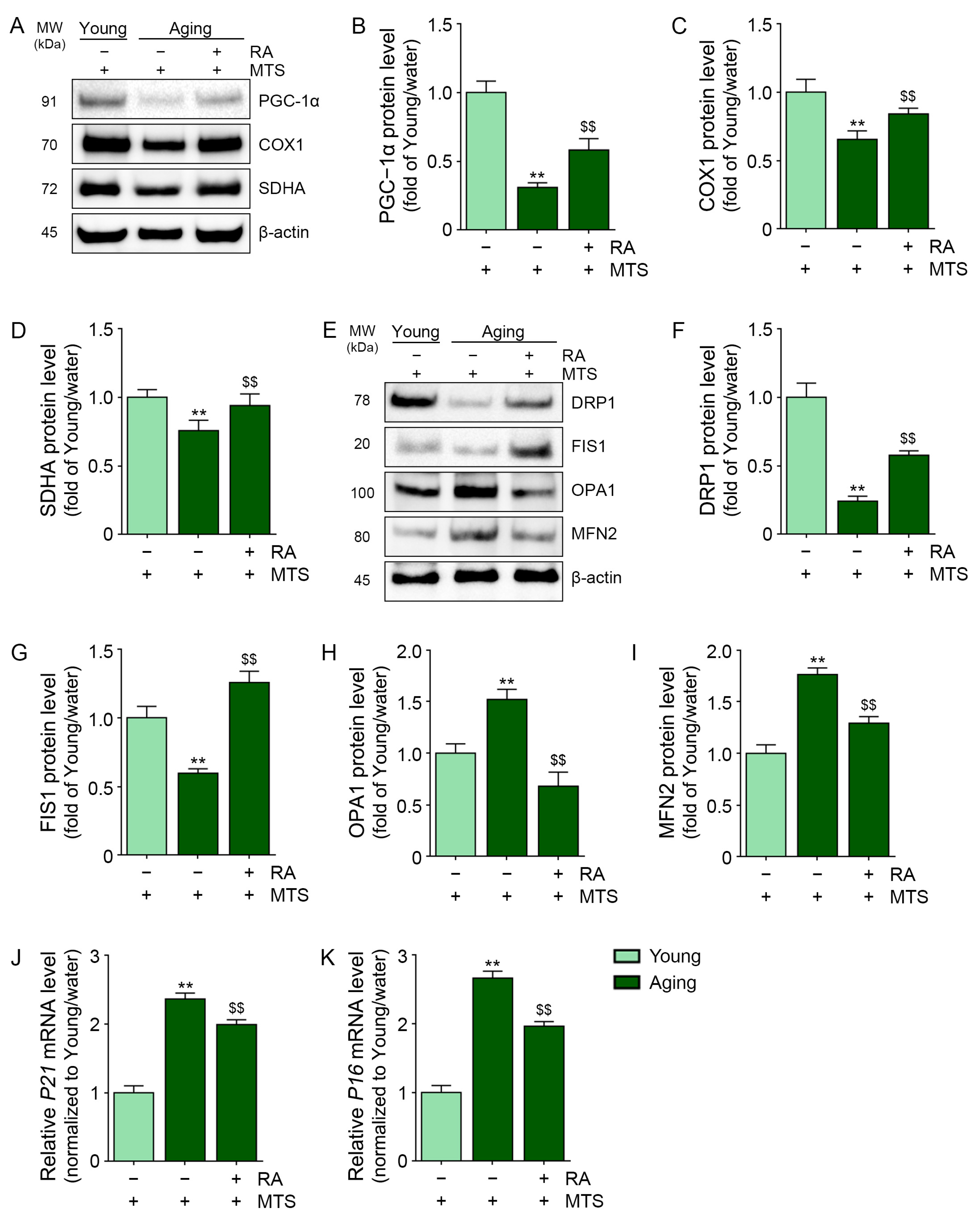 Antioxidants 12 00694 g003 Antioxidants 12 00694 g003