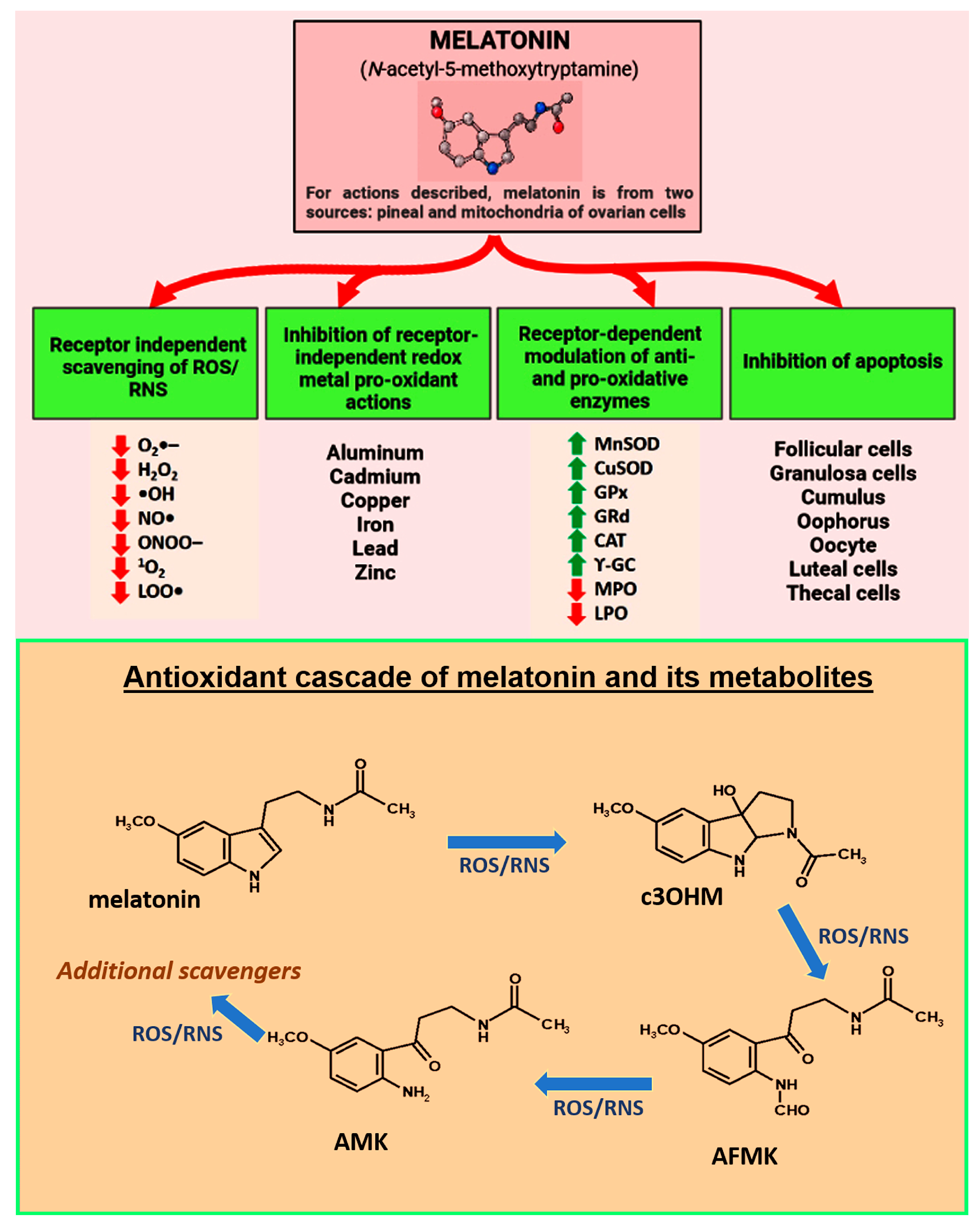 Antioxidants 12 00695 g001