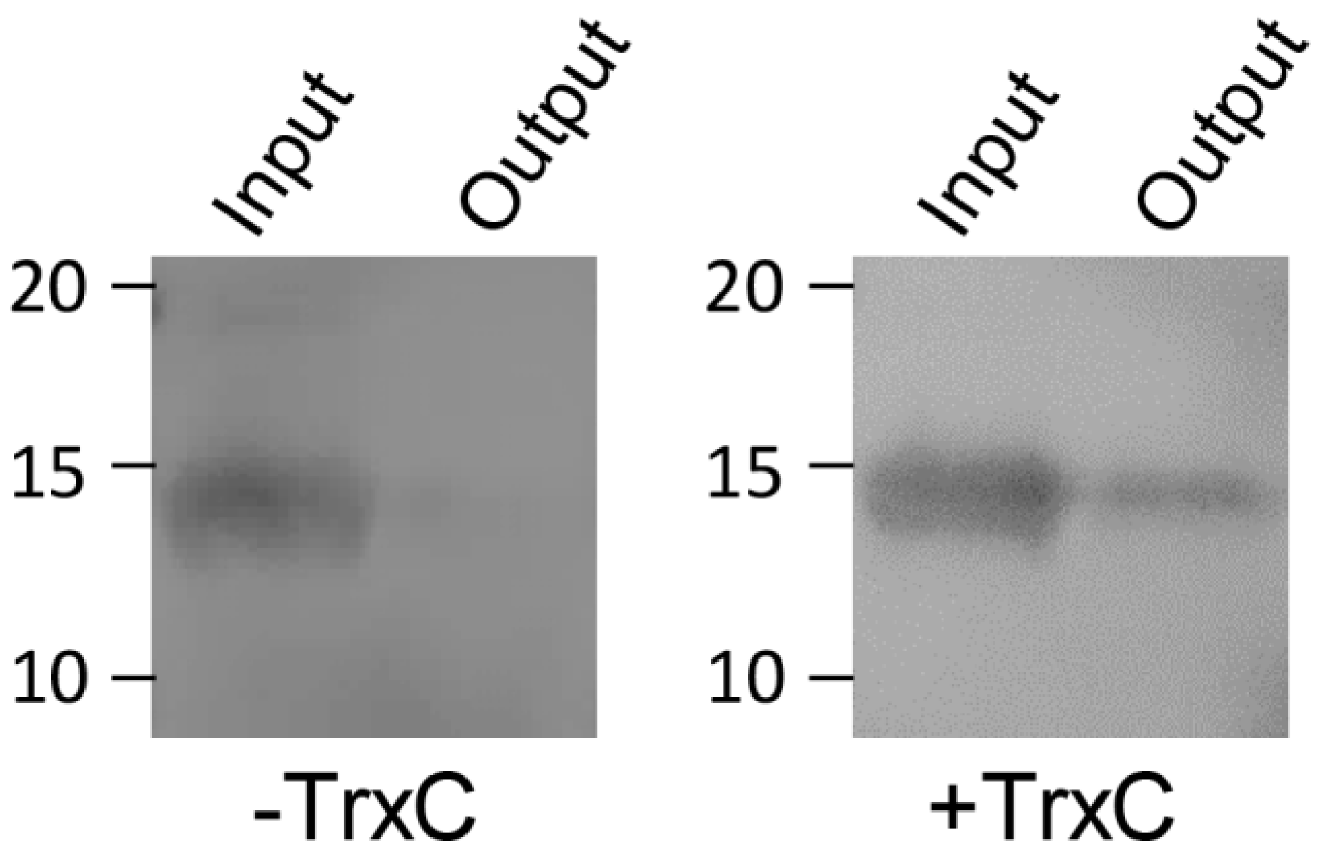 Antioxidants 12 00699 g001