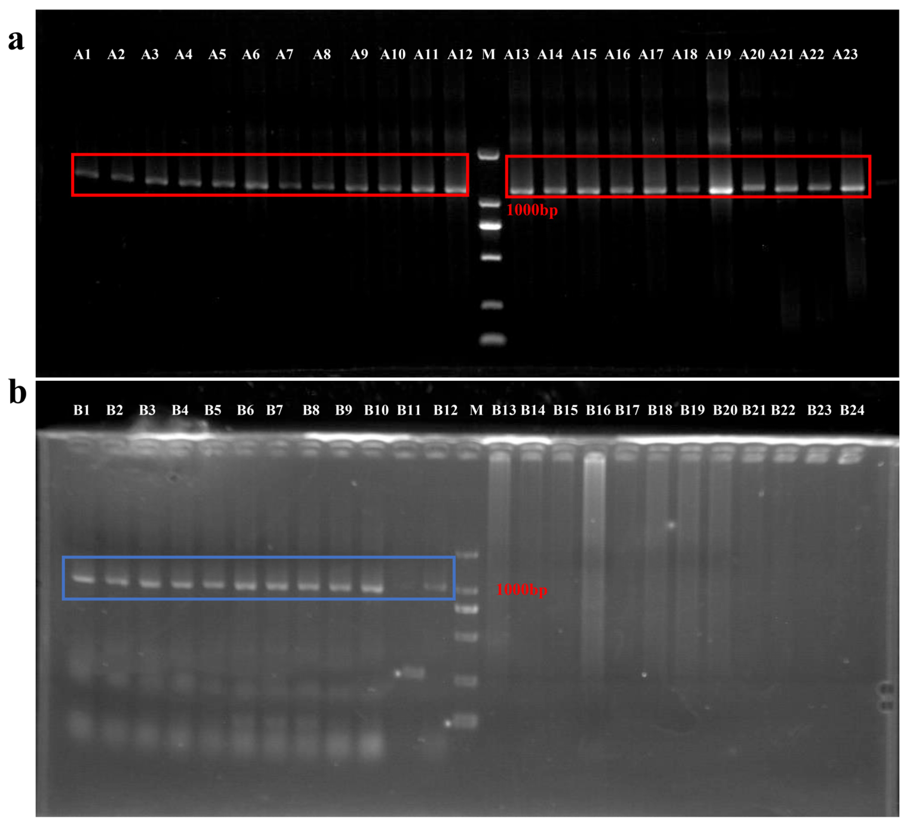 Antioxidants 12 00700 g001