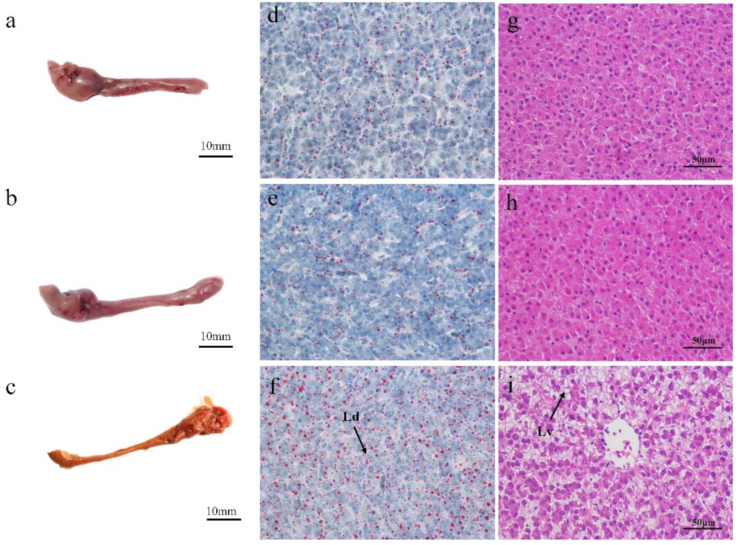 Antioxidants 12 00700 g002