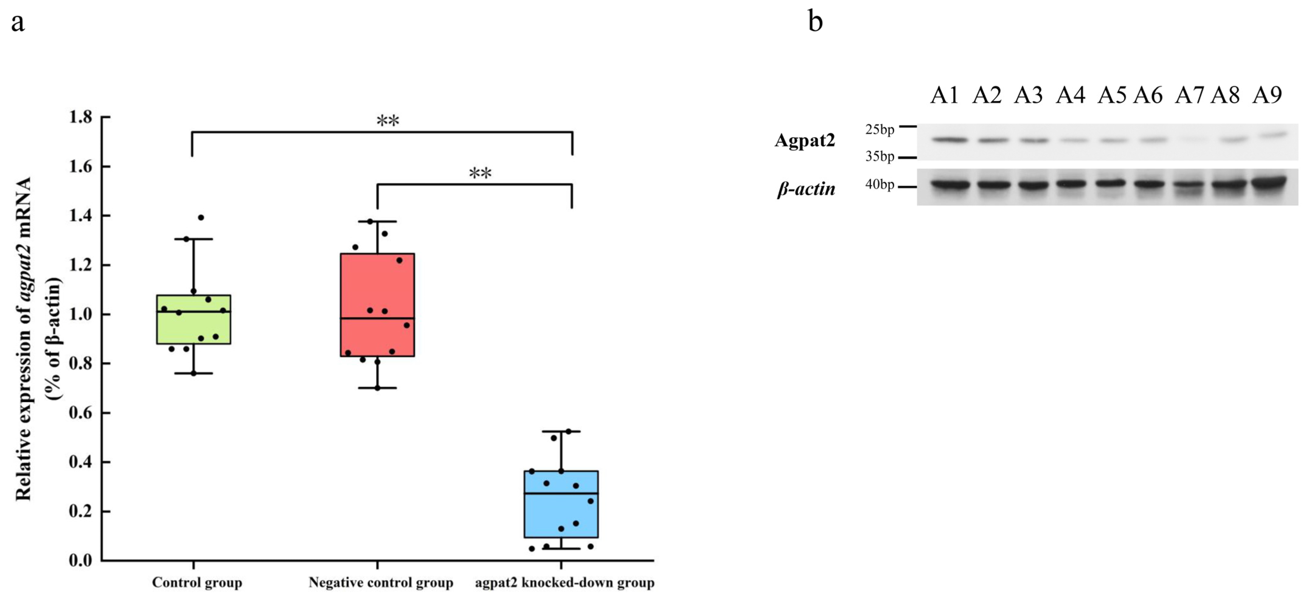 Antioxidants 12 00700 g003