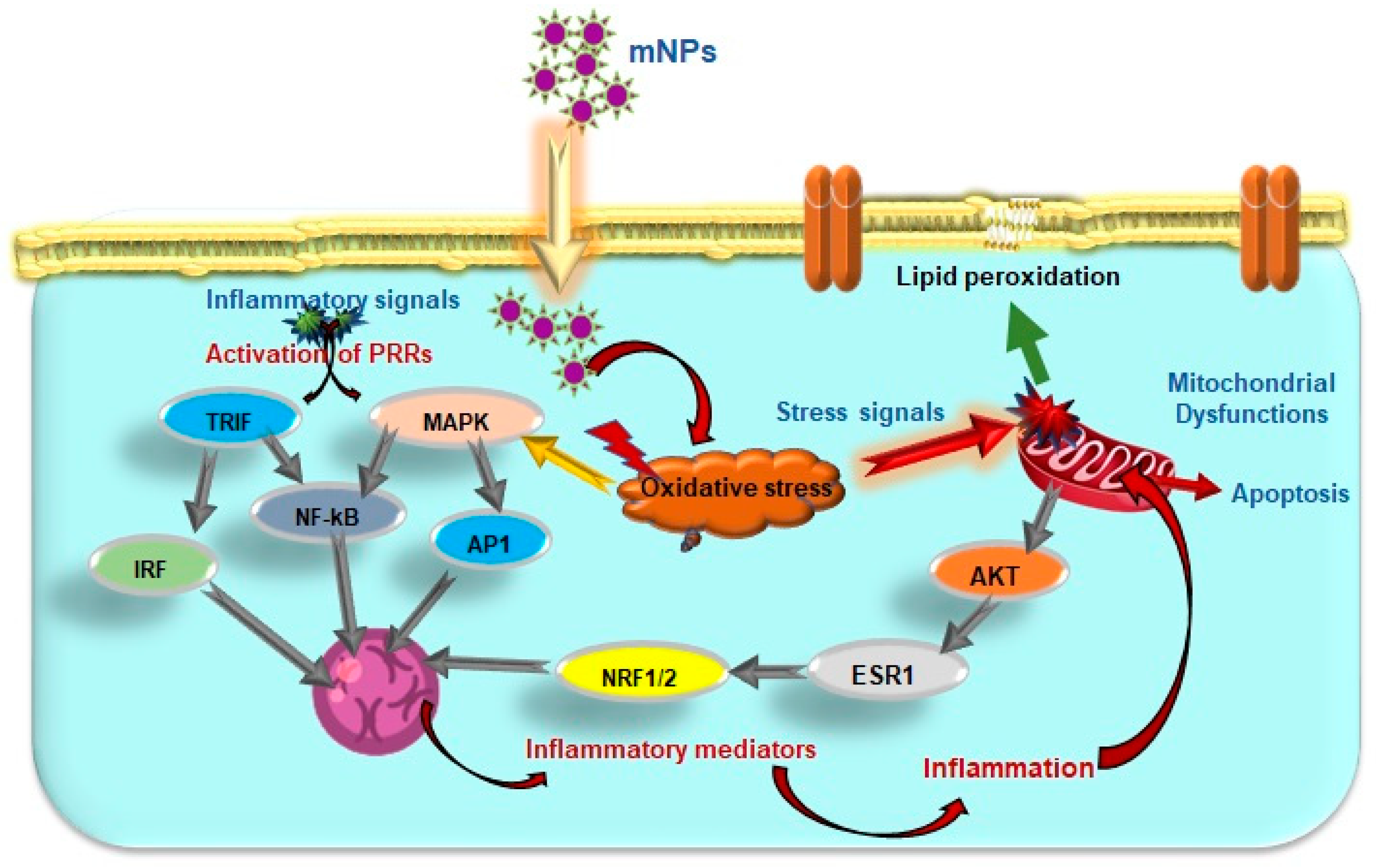 Antioxidants 12 00703 g005