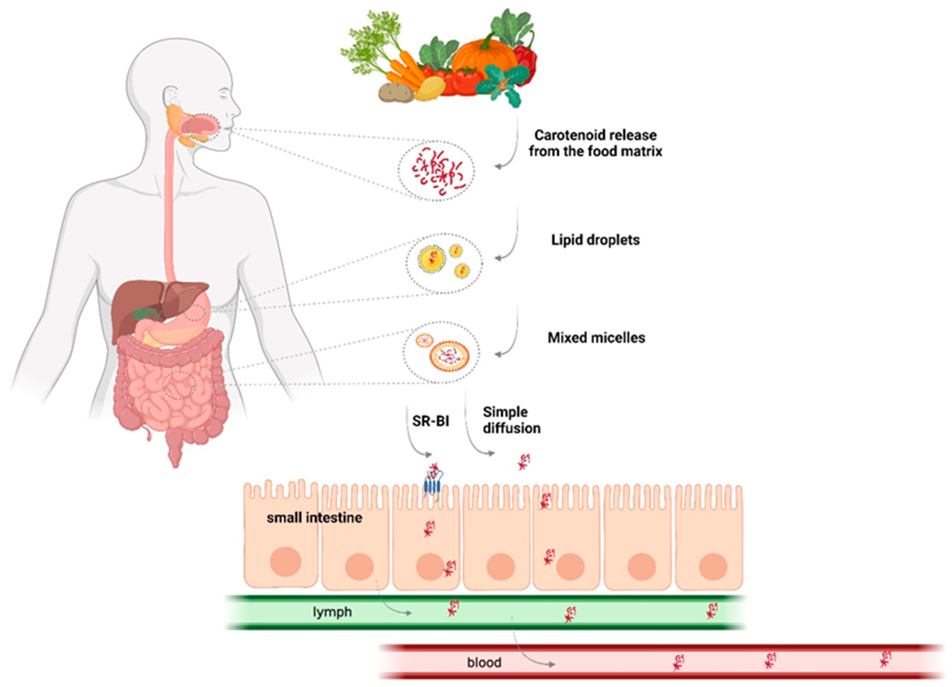 Antioxidants 12 00704 g004 Antioxidants 12 00704 g004