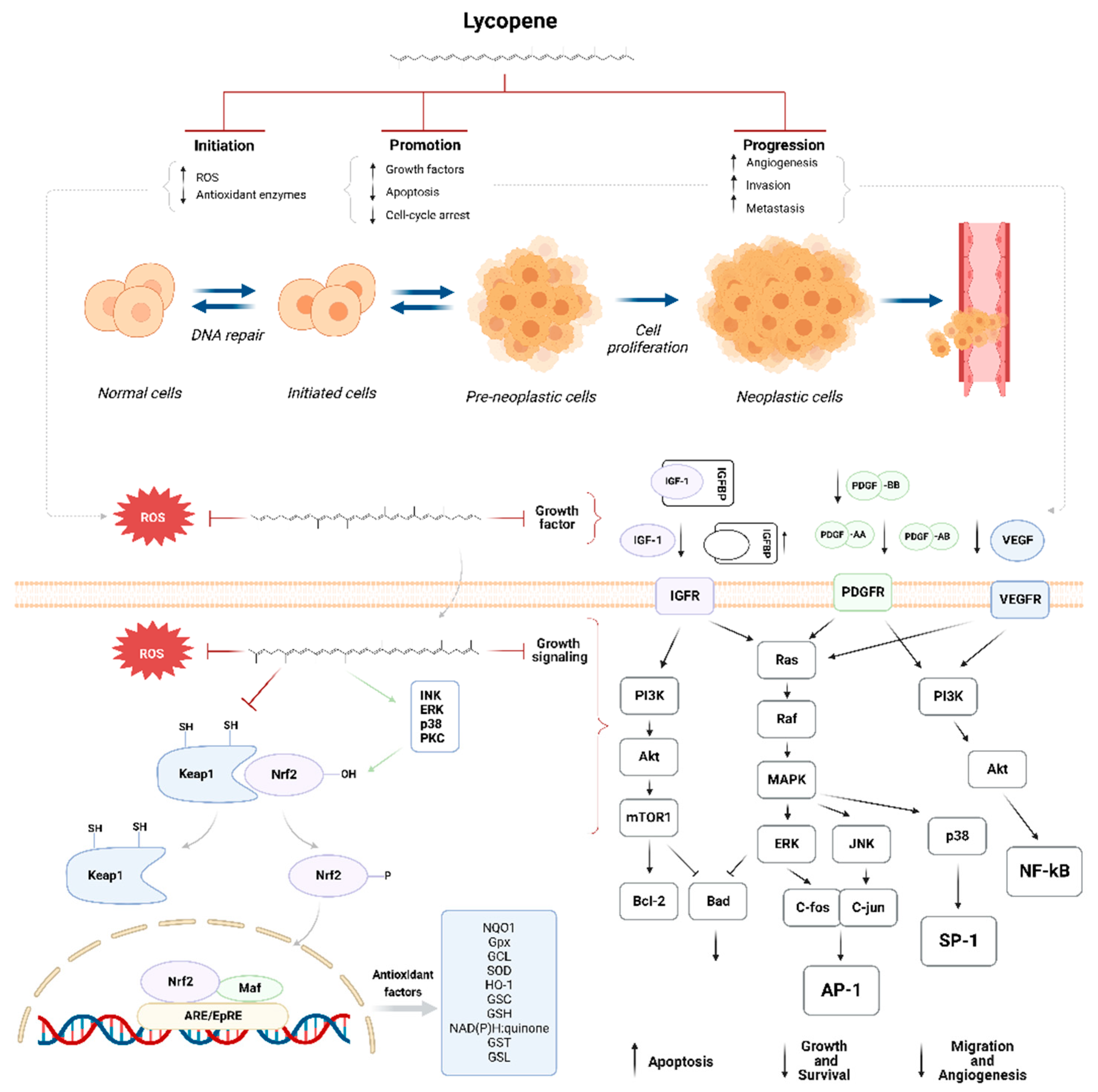 Antioxidants 12 00704 g005 Antioxidants 12 00704 g005