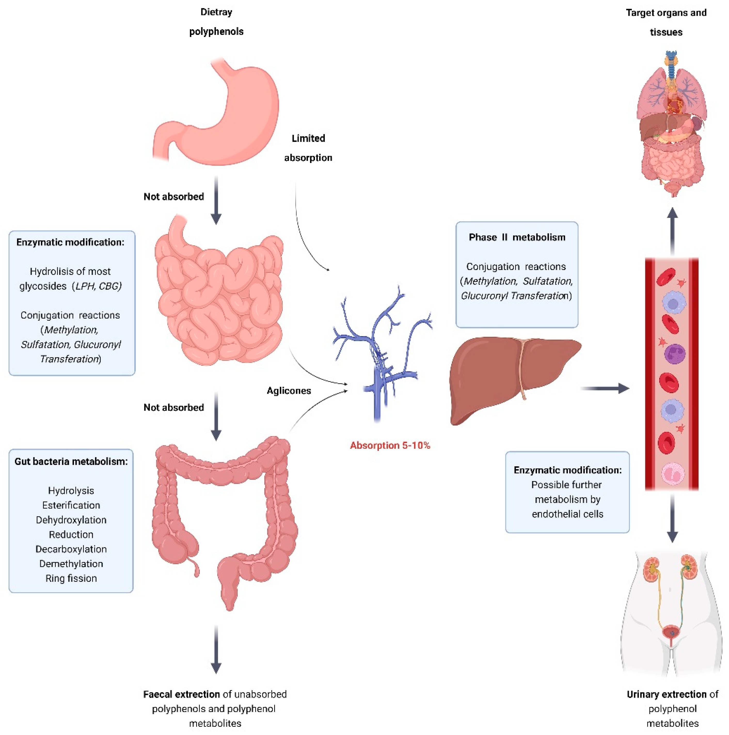 Antioxidants 12 00704 g006 Antioxidants 12 00704 g006