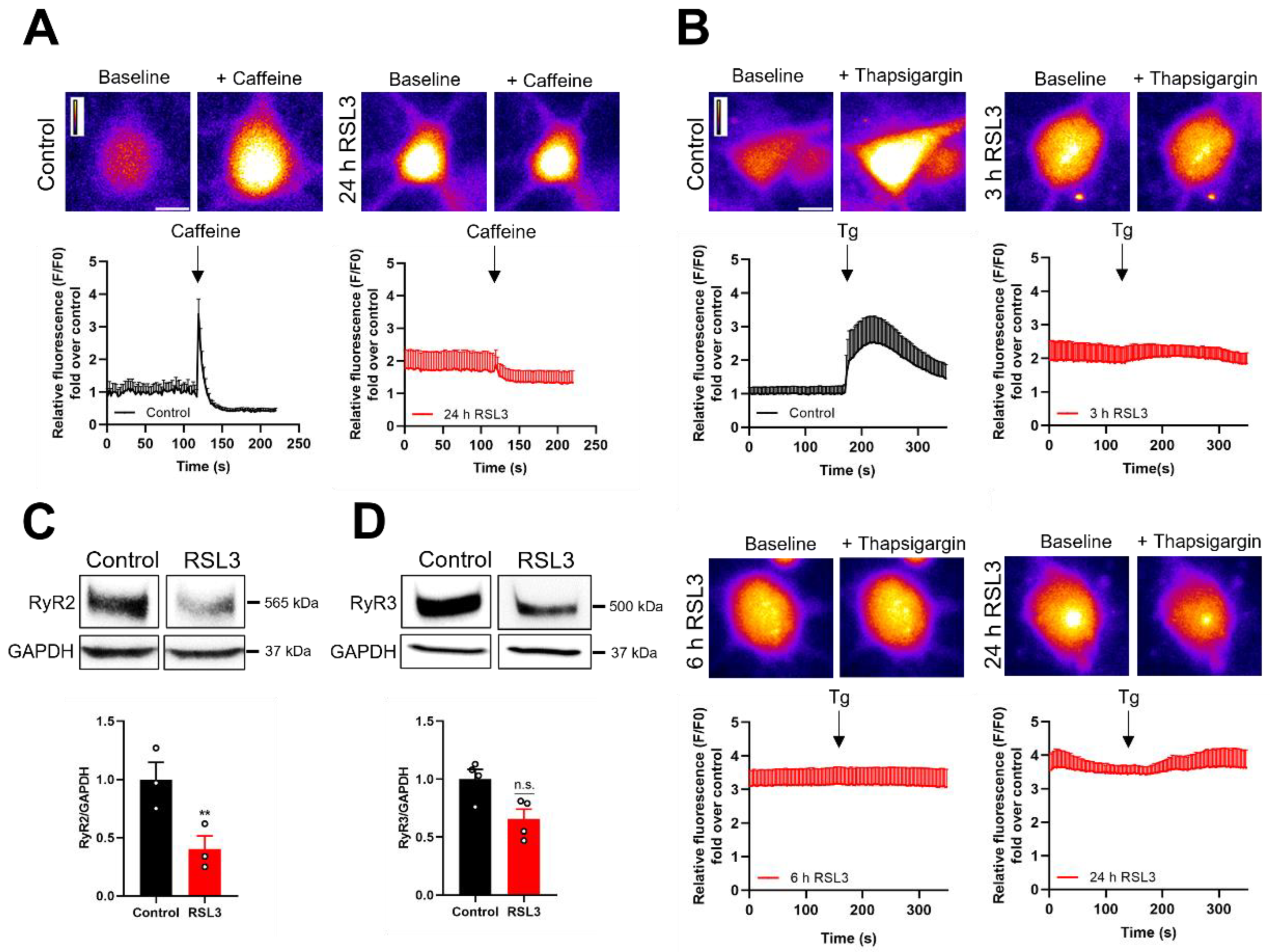 Antioxidants 12 00705 g006