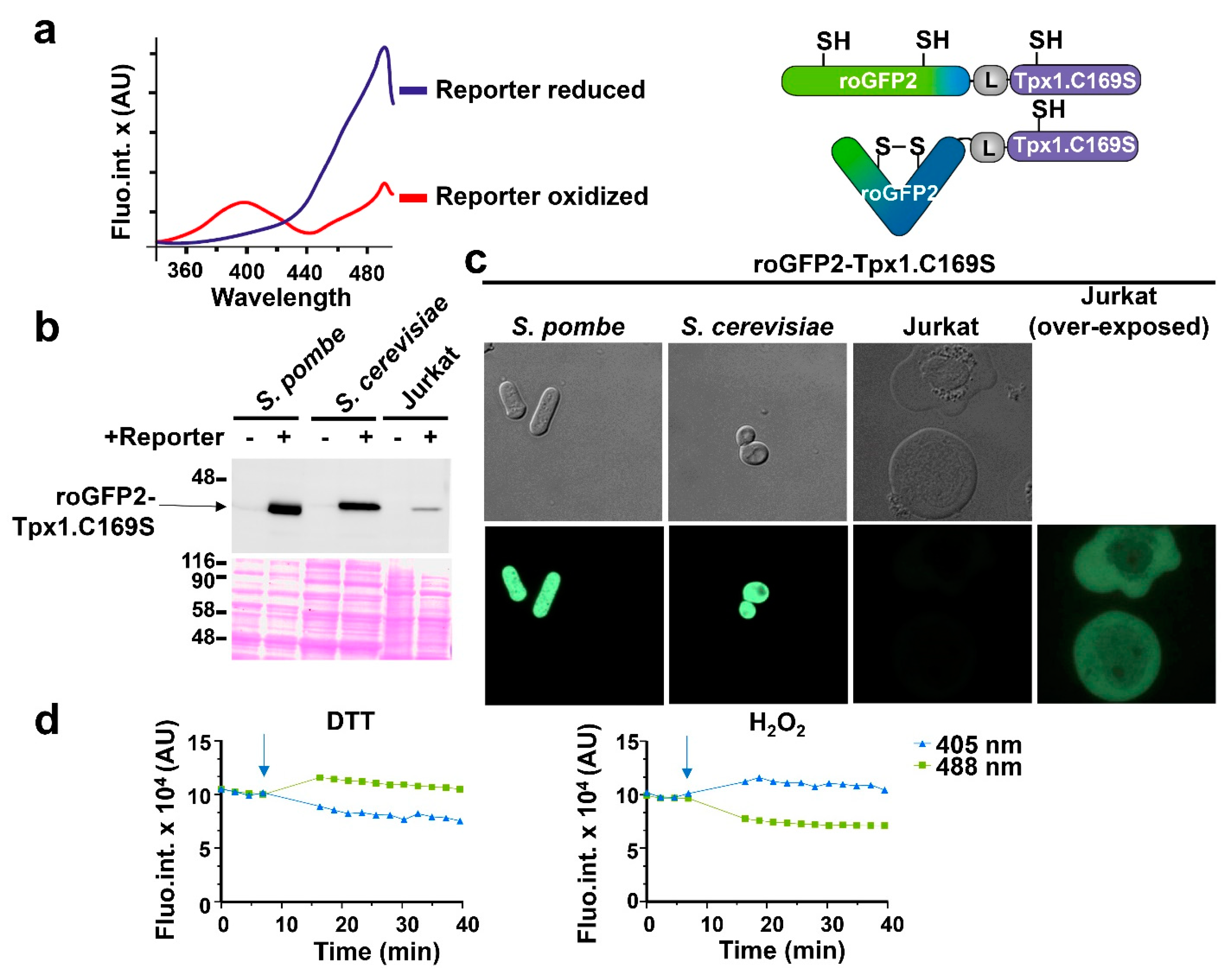 Antioxidants 12 00706 g001