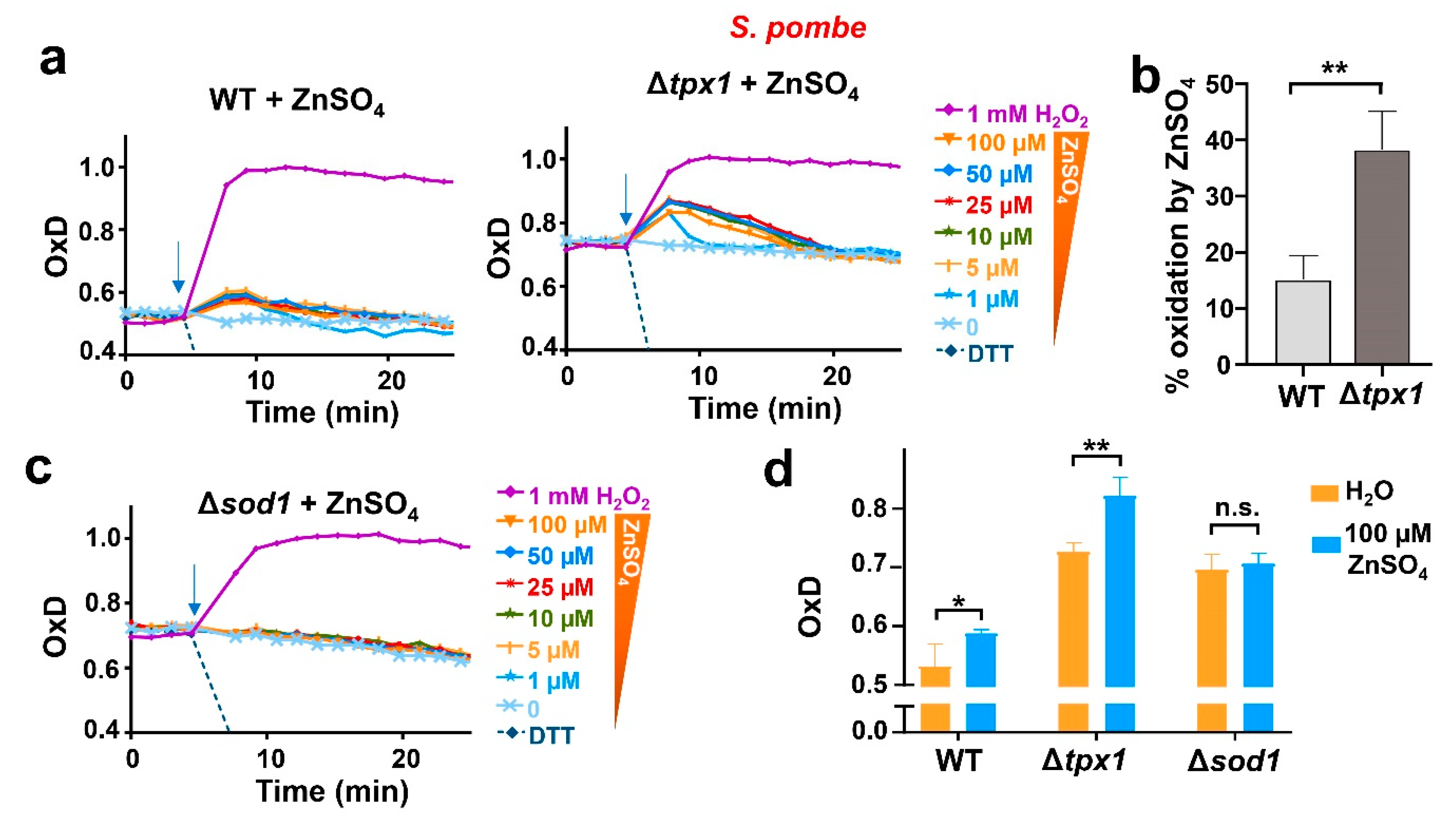 Antioxidants 12 00706 g004