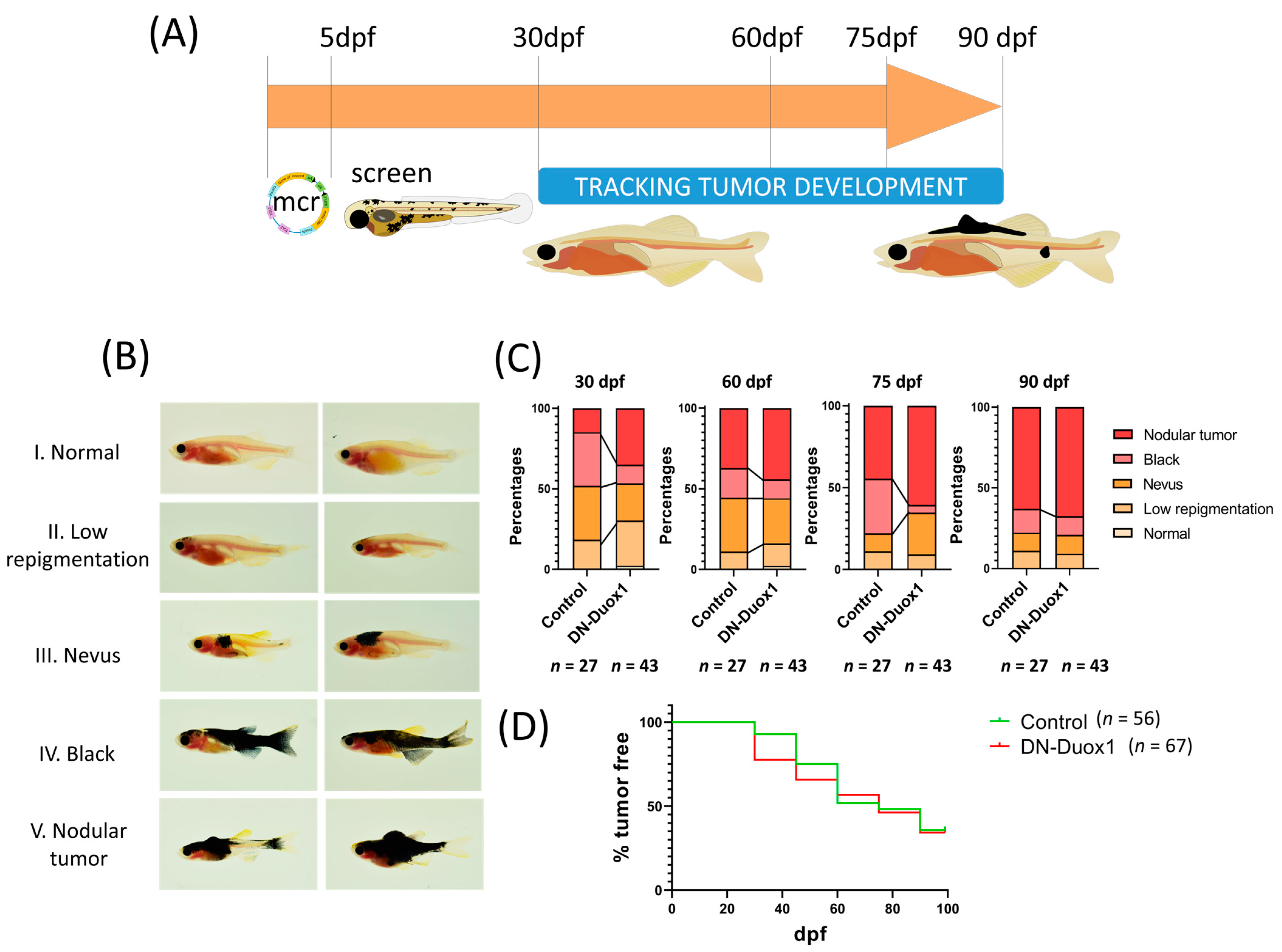 Antioxidants 12 00708 g002