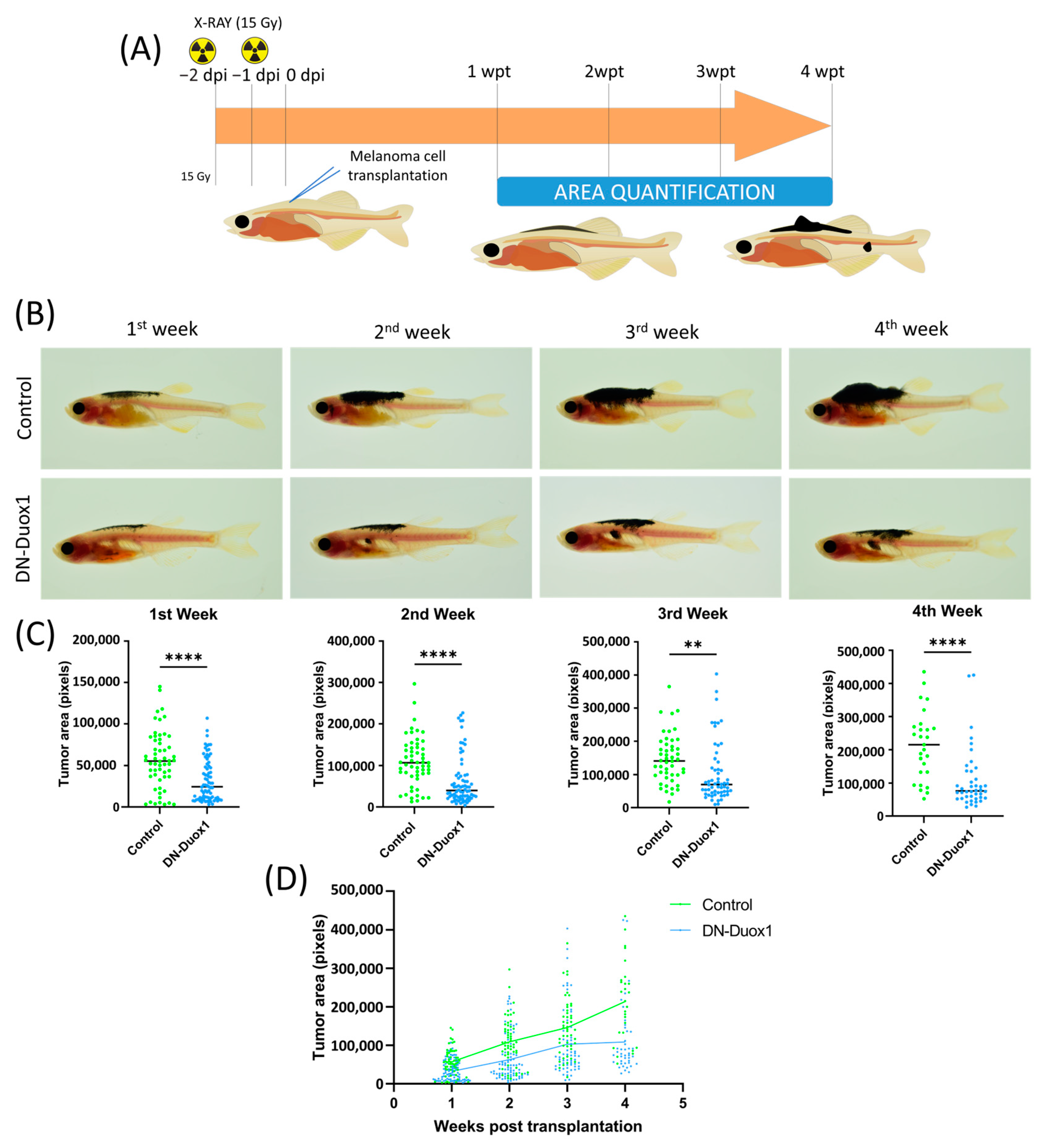 Antioxidants 12 00708 g003