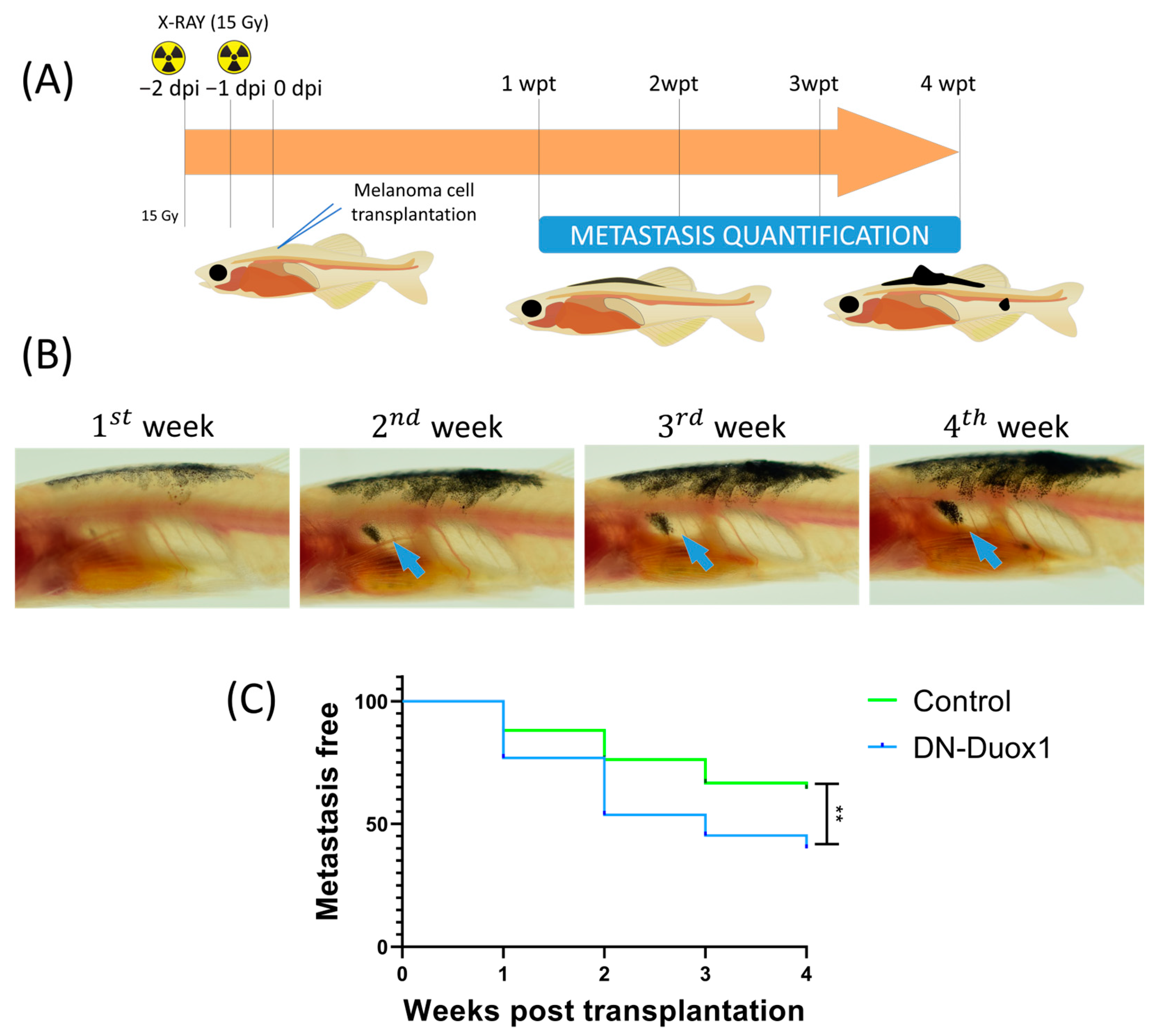 Antioxidants 12 00708 g004