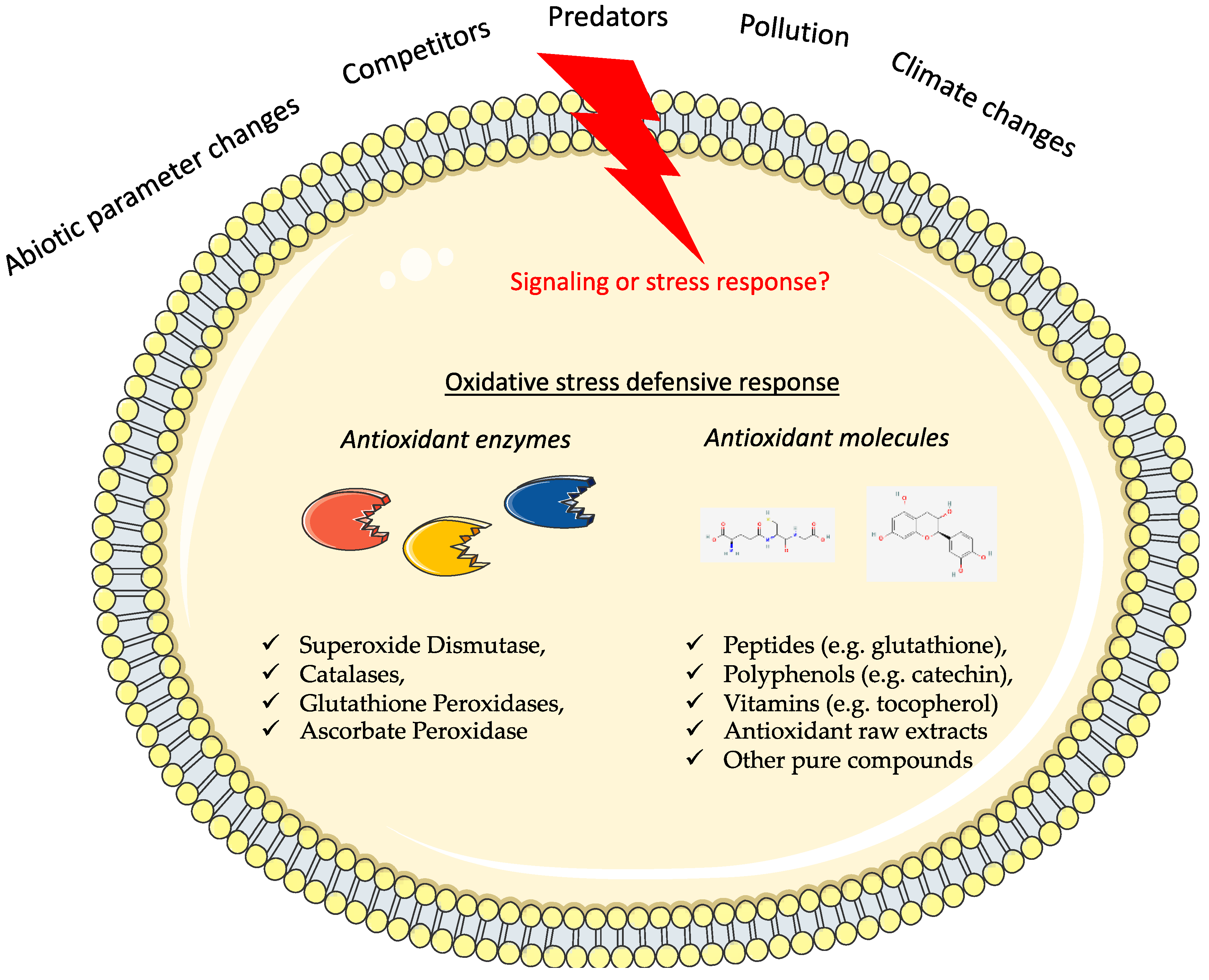 Antioxidants 12 00710 g001
